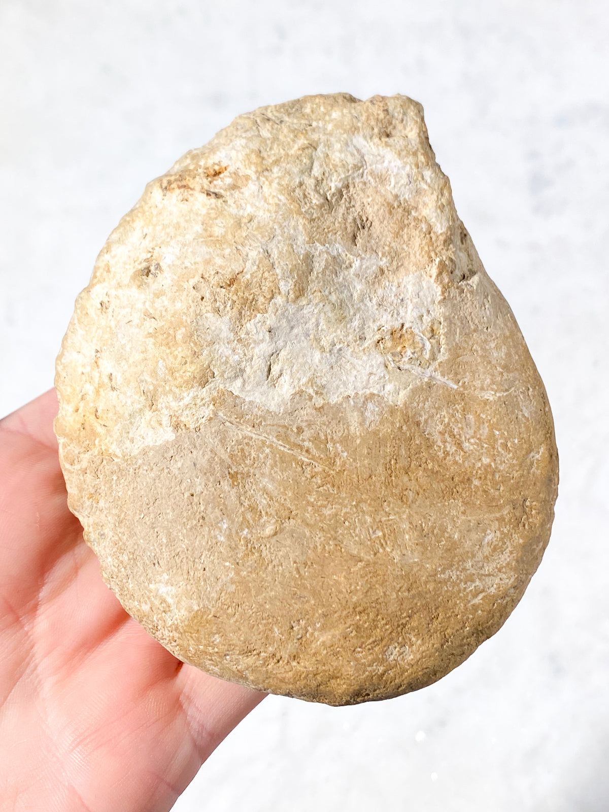 TOM (Kopia) (Kopia) (Kopia) (Kopia) (Kopia)