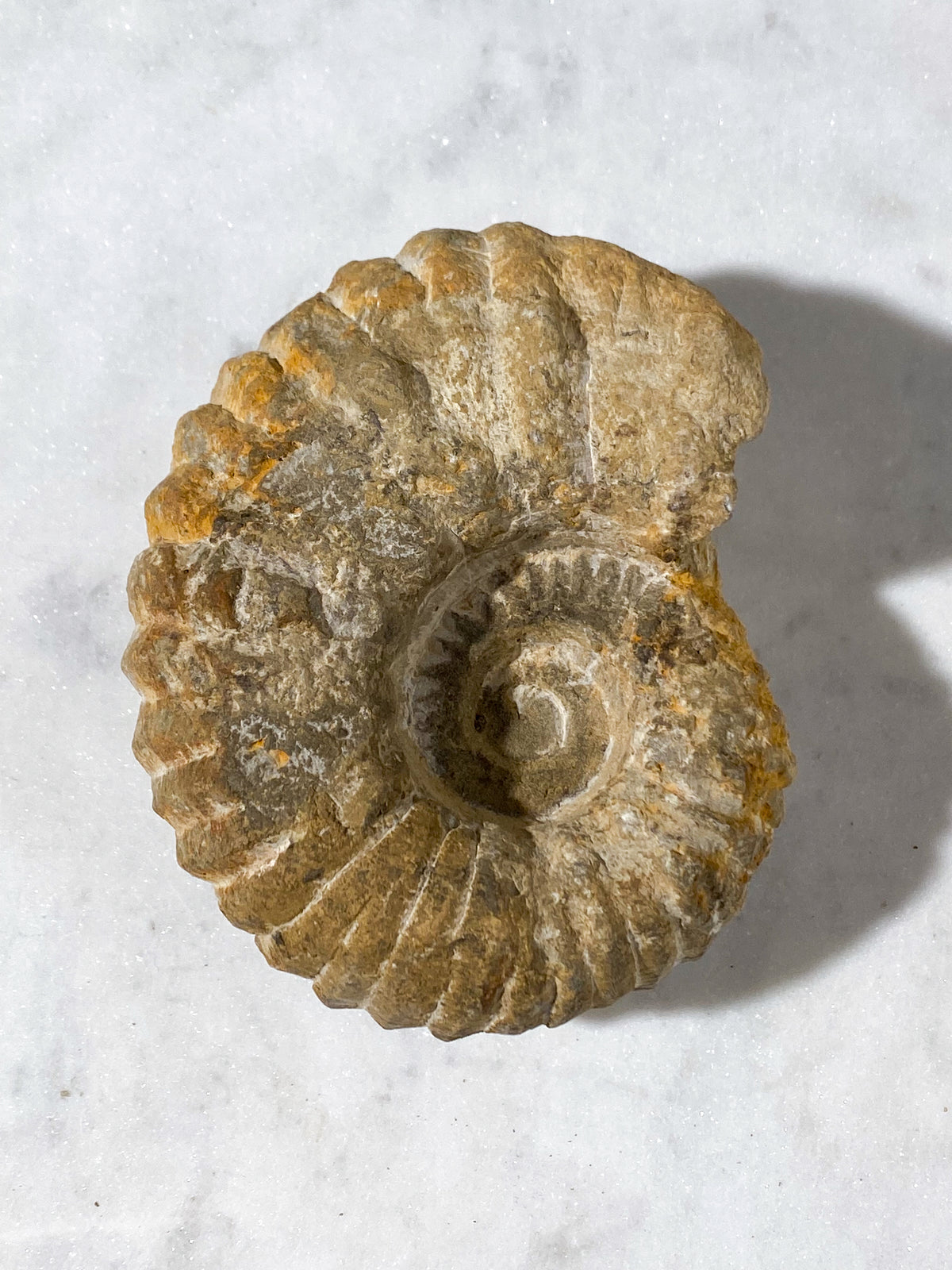 Ammonit Fossil (Nr. 10)