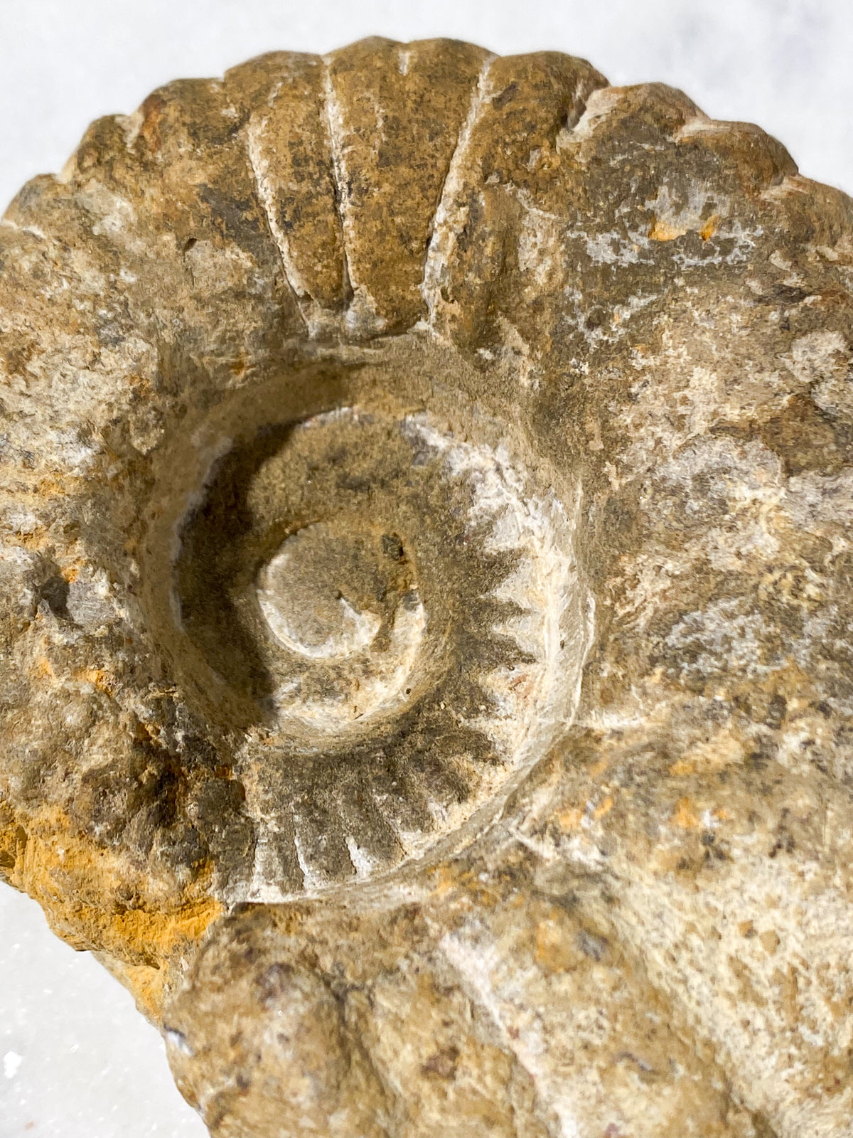 Ammonit Fossil (Nr. 10)