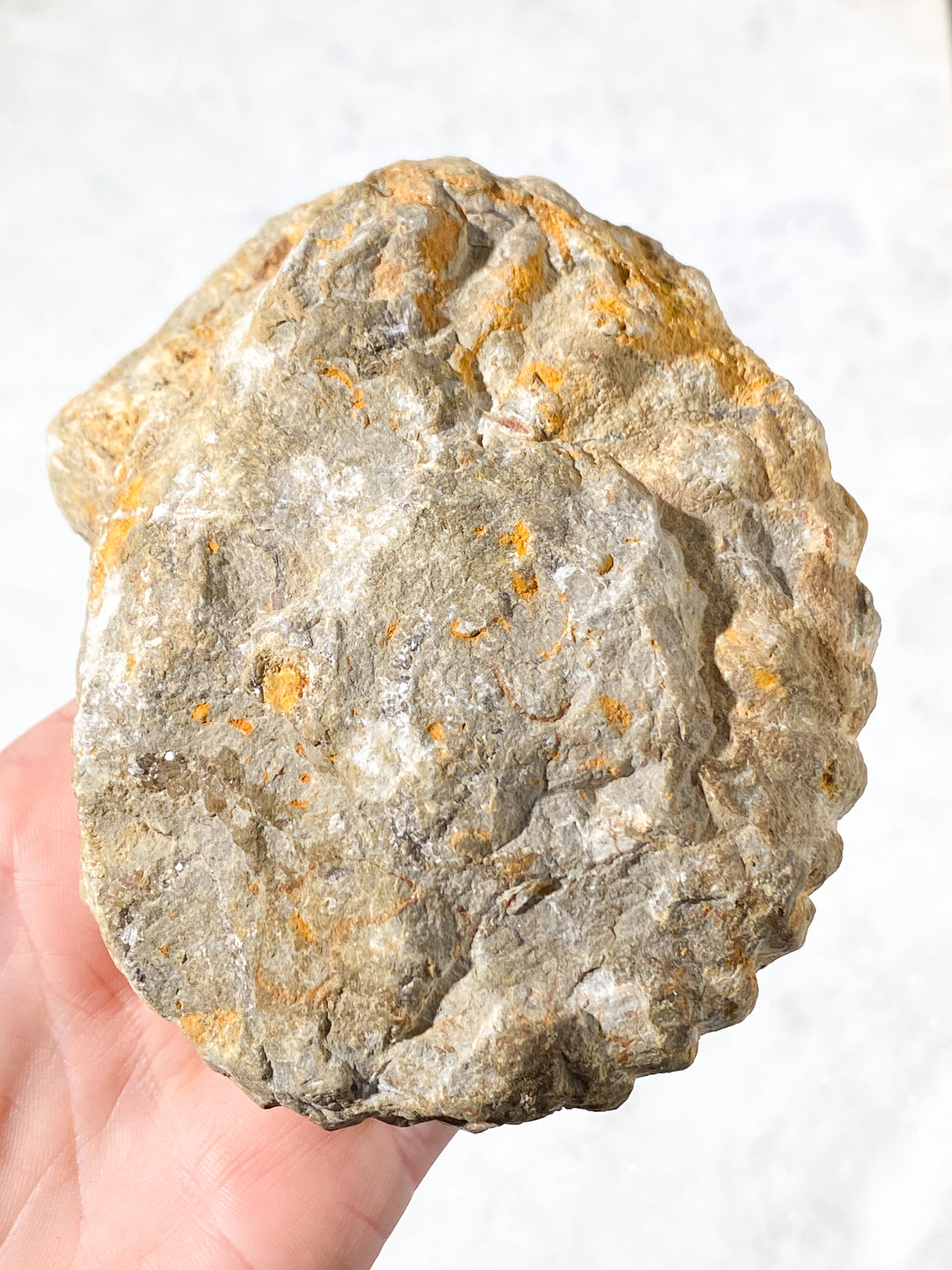 Ammonit Fossil (Nr. 10)