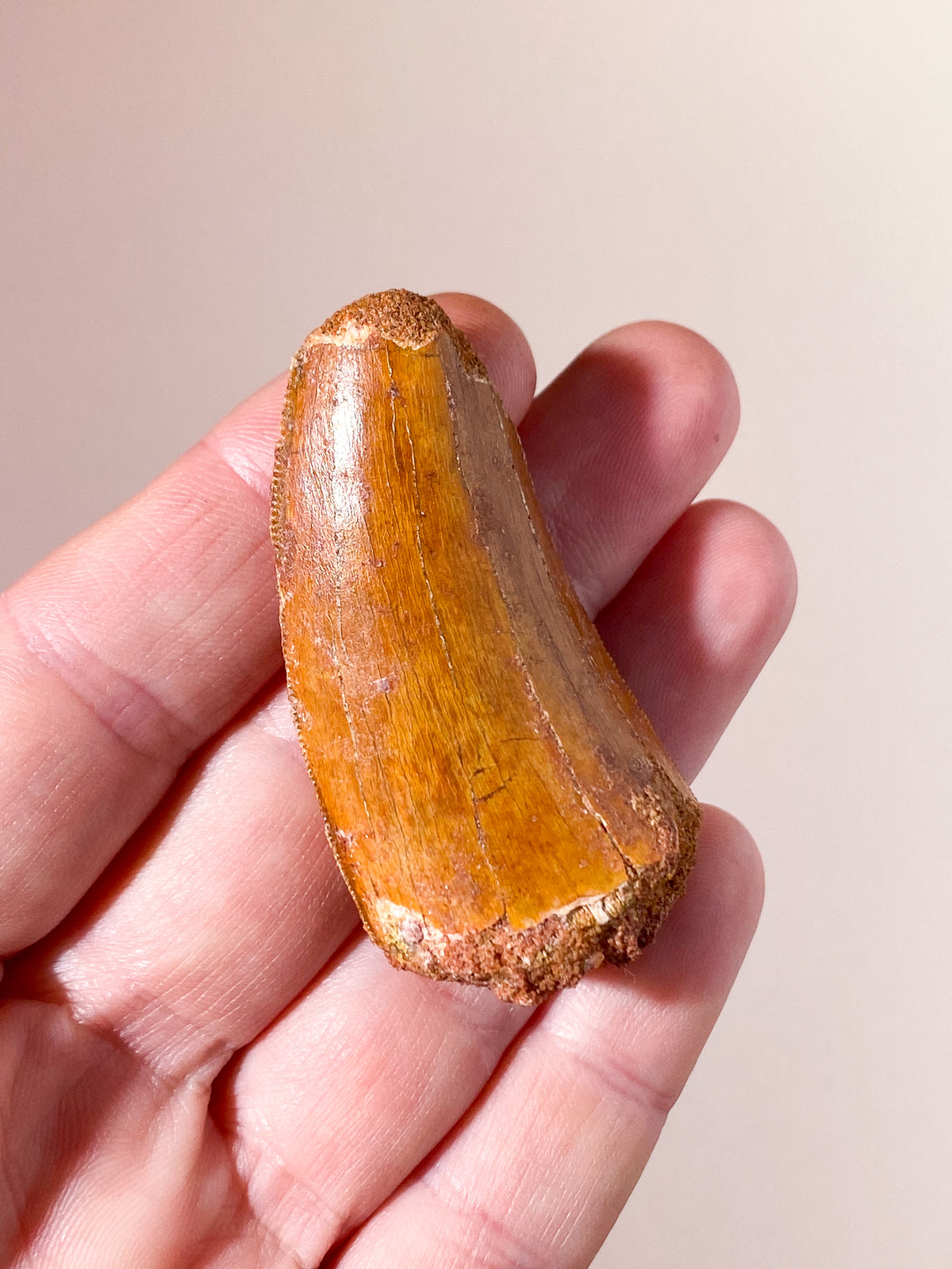 Carcharodontosaurus Tand Fossil (Nr. 1)