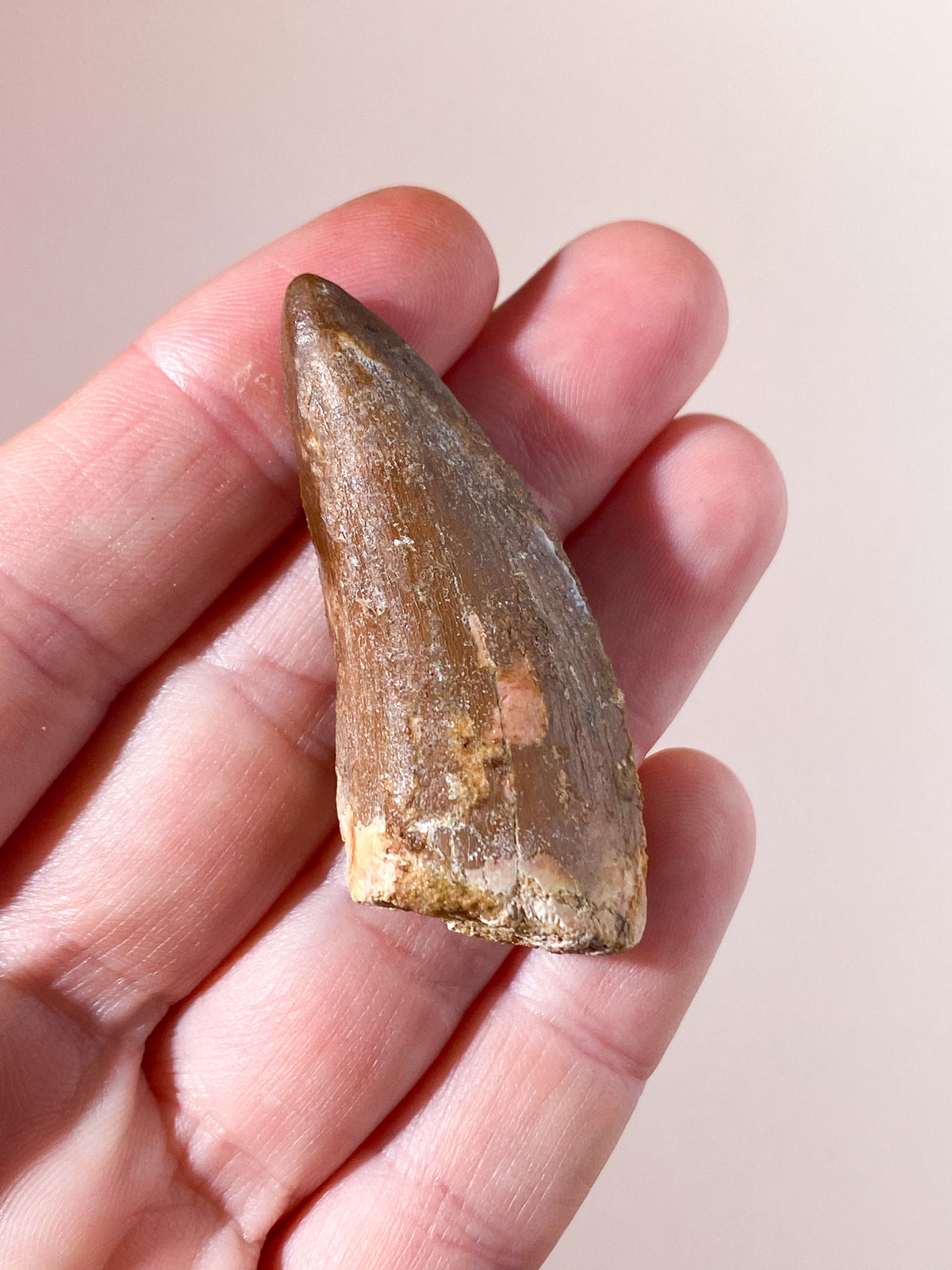 Carcharodontosaurus Tand Fossil (Nr. 7)