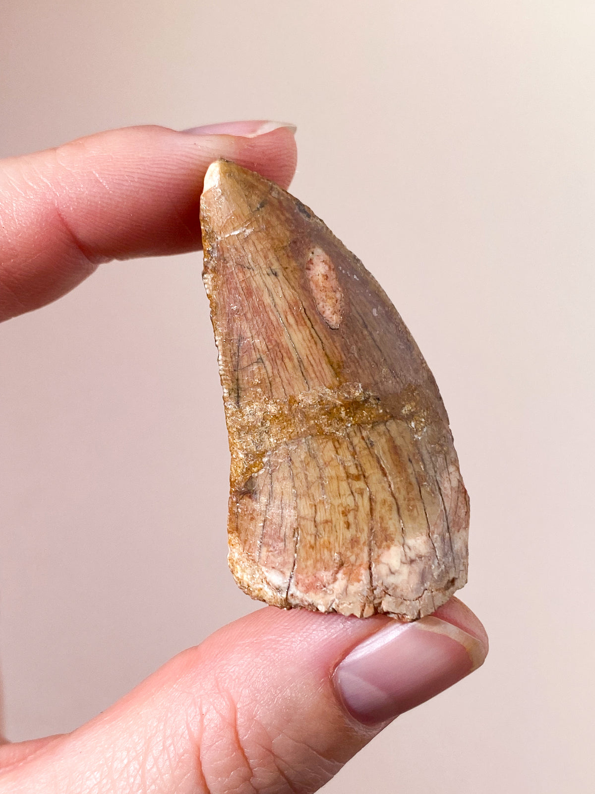 Carcharodontosaurus Tand Fossil (Nr. 8)
