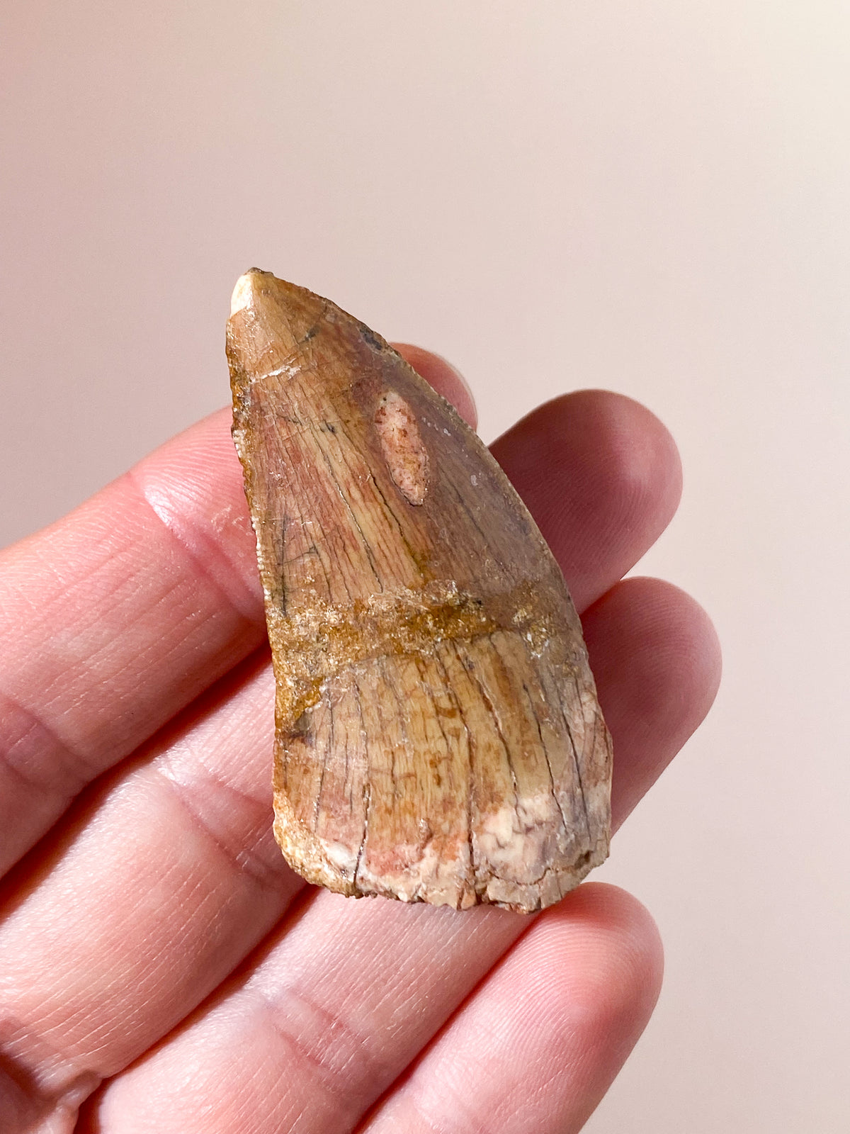 Carcharodontosaurus Tand Fossil (Nr. 8)