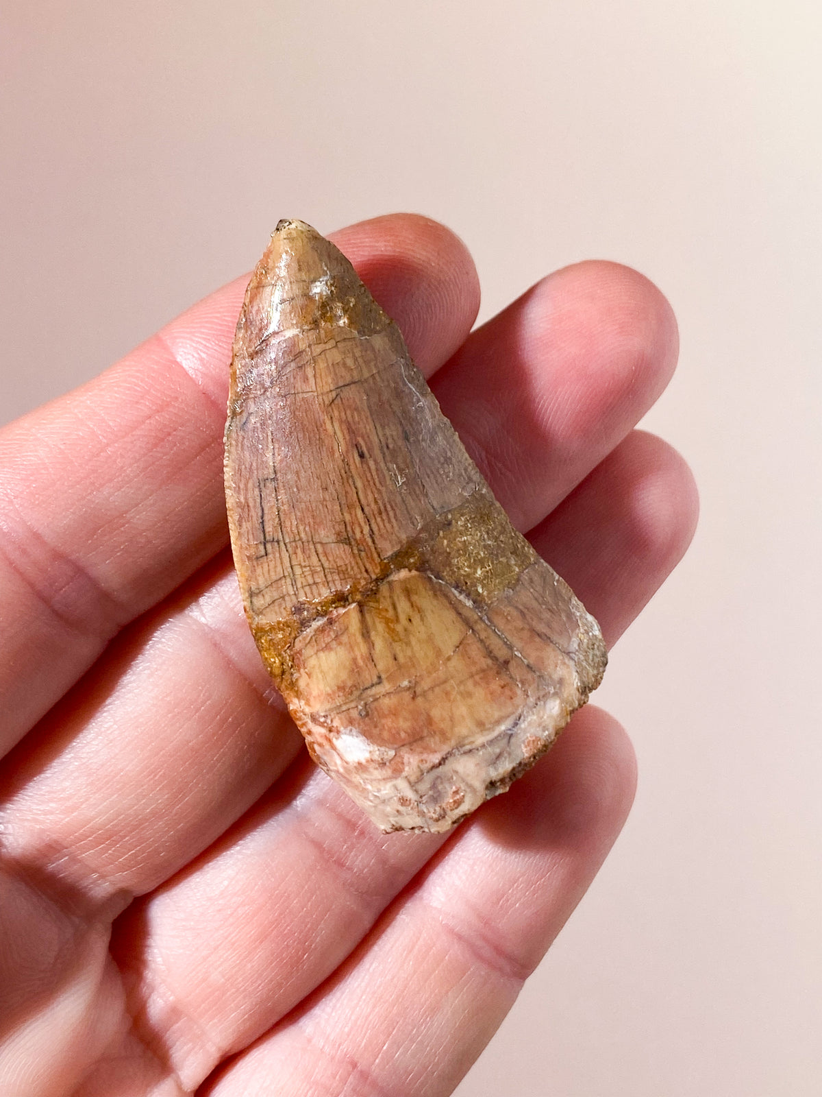 Carcharodontosaurus Tand Fossil (Nr. 8)