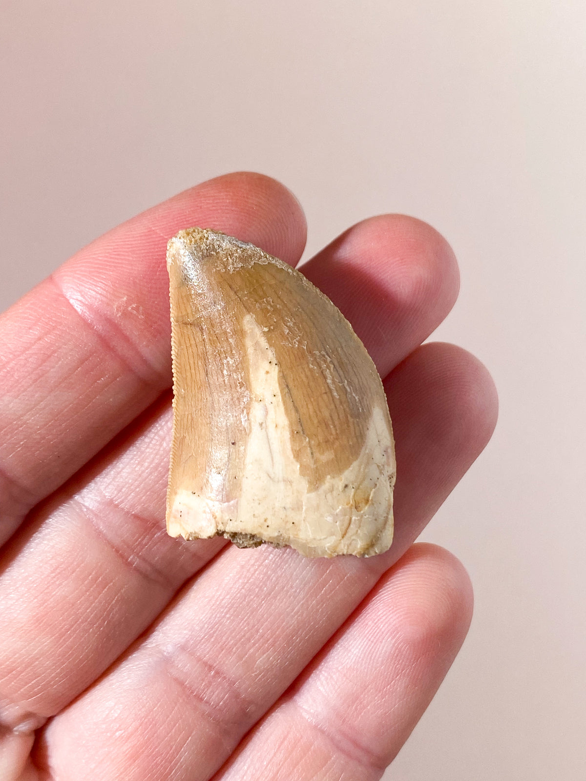 Carcharodontosaurus Tandfossil (Nr. 9)