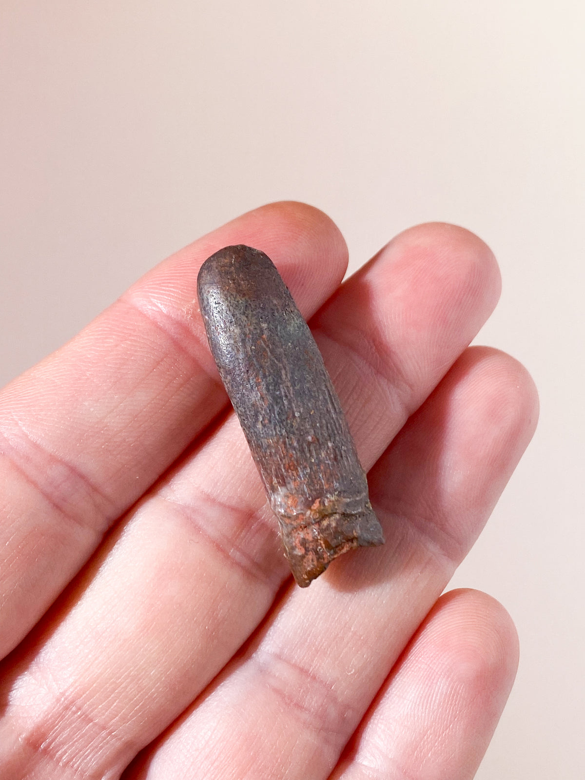 Rebbachisaurus Tand Fossil (Langhals) (Nr. 1)