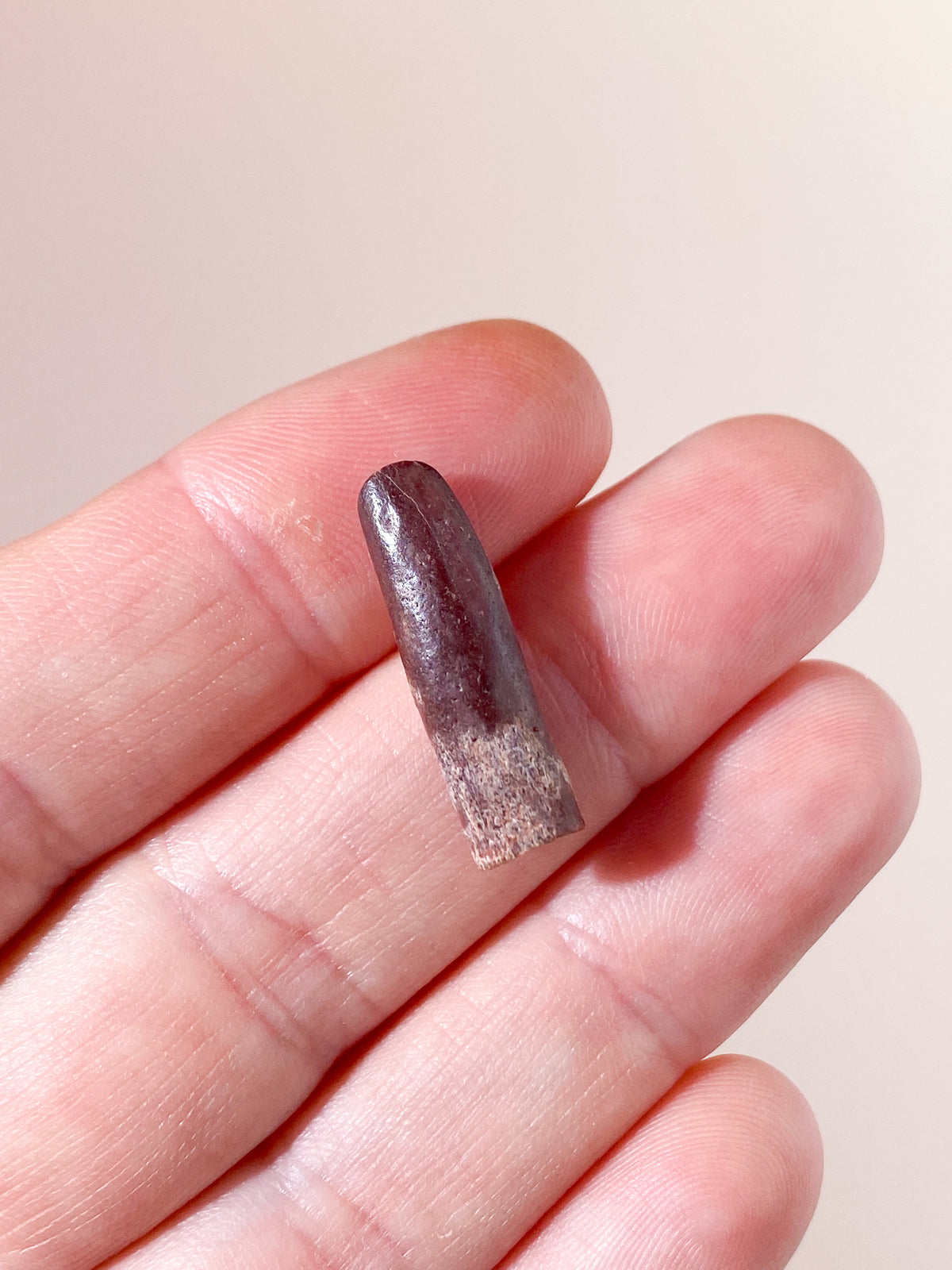 Rebbachisaurus Tandfossil (Långhals) (Nr 6)