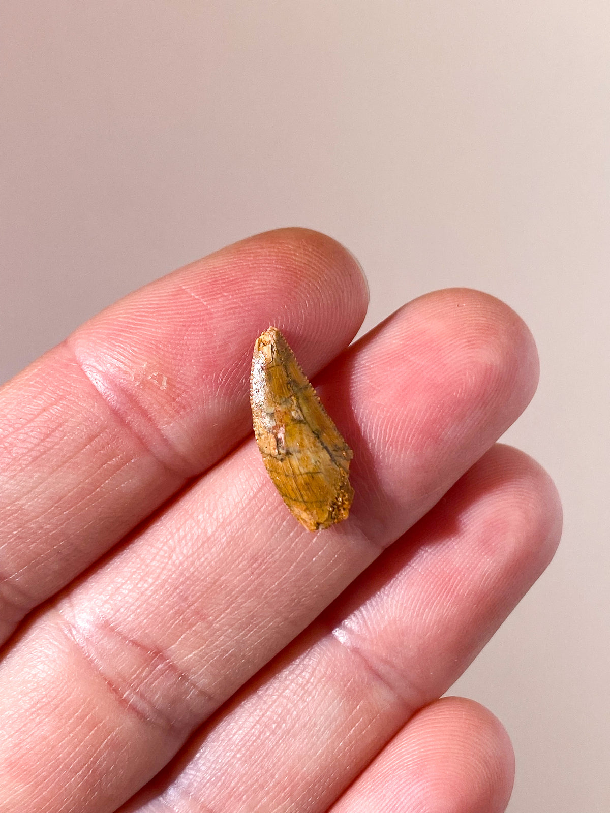 Raptor Tand Fossil (Nr. 1)