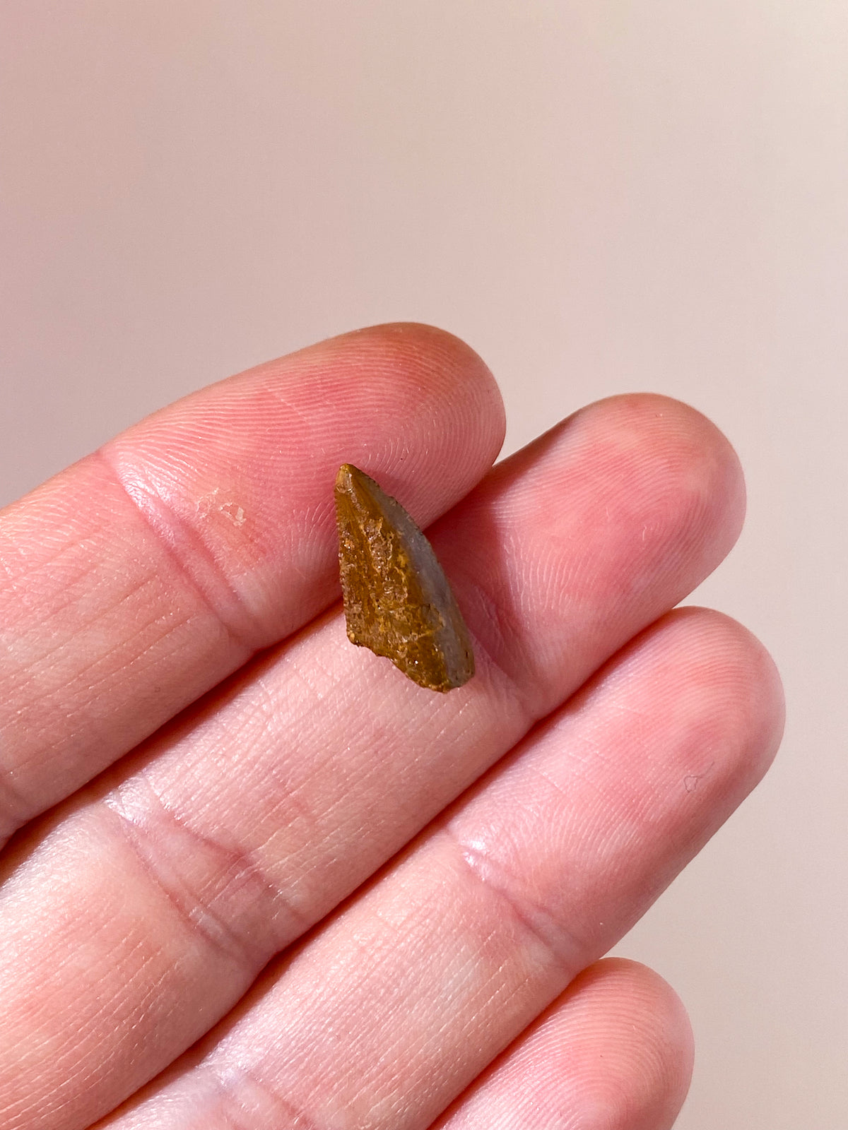 Raptor Tand Fossil (Nr. 2)