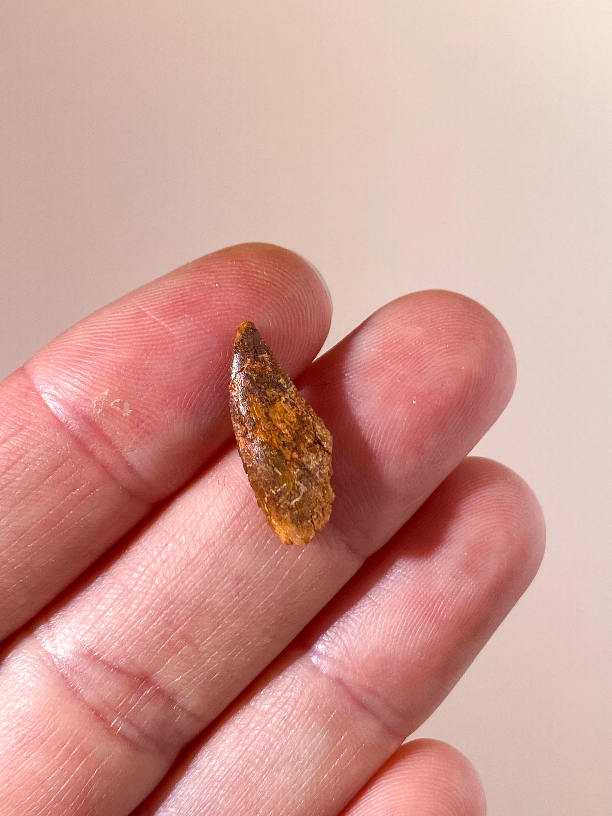 Raptor Tand Fossil (Nr. 6)