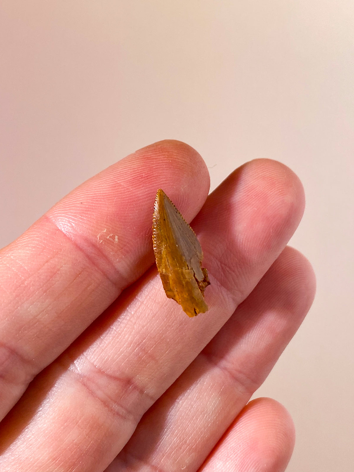Raptor Tand Fossil (Nr. 7)