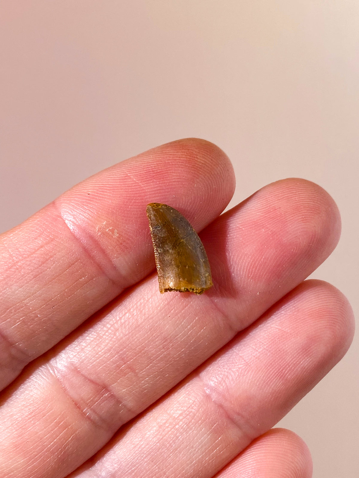 Raptor Tand Fossil (Nr. 9)