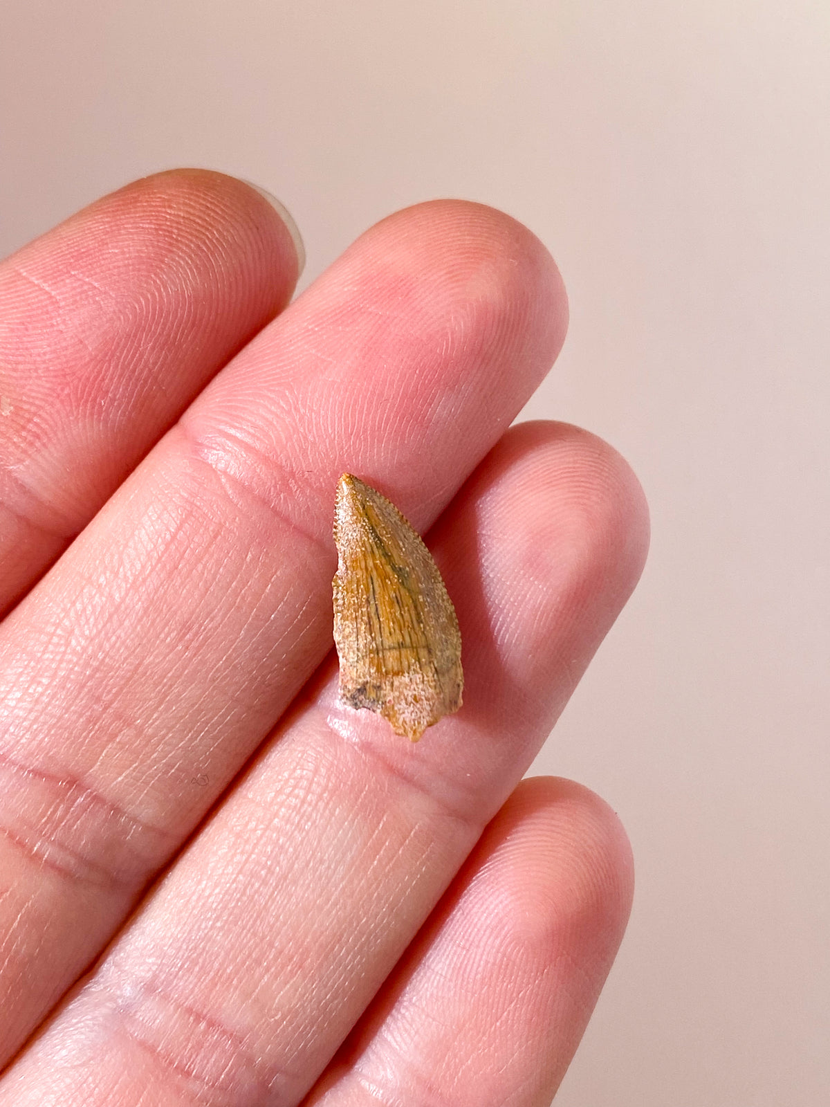 Raptor Tand Fossil (Nr. 13)