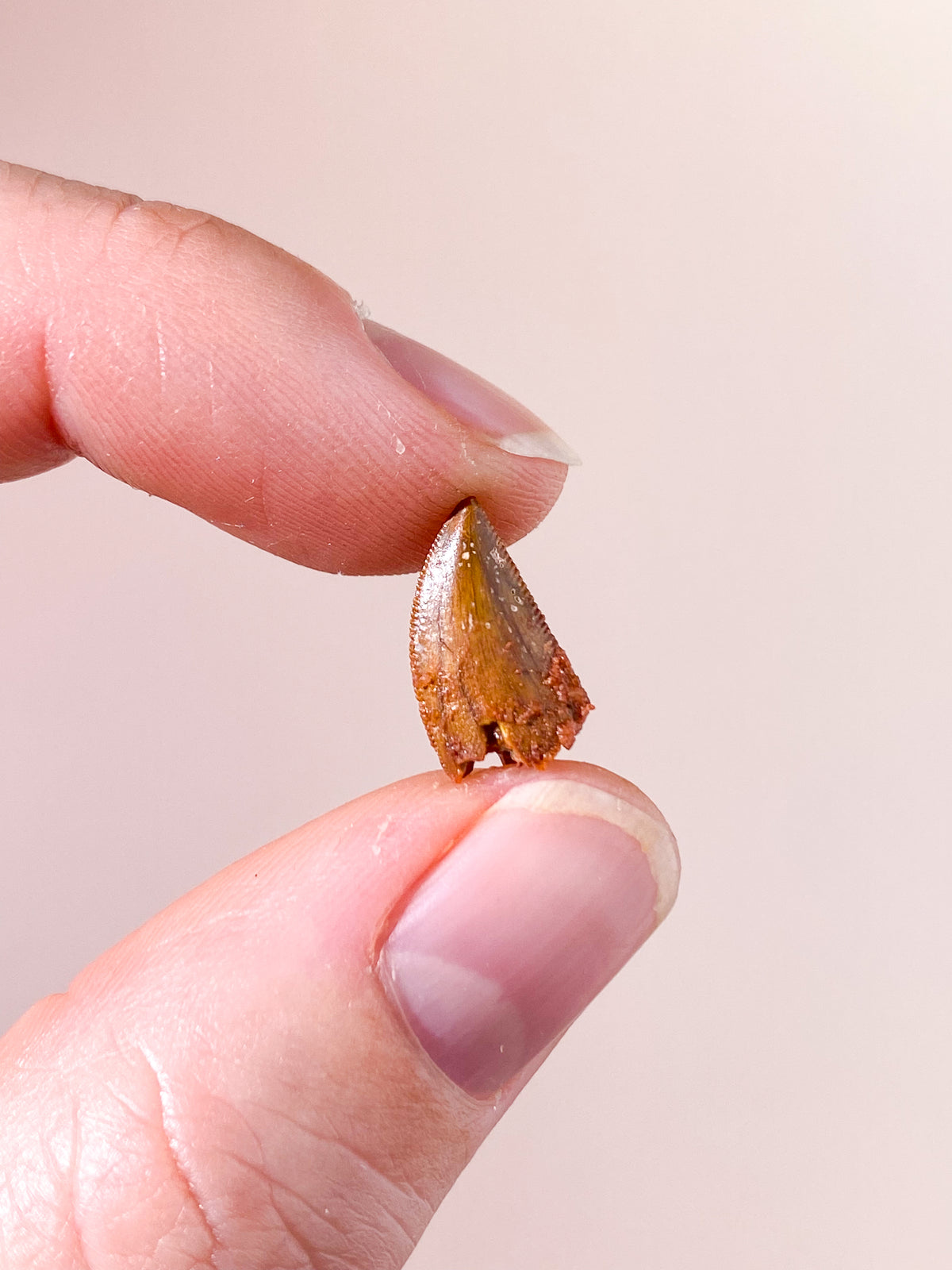 Raptor Tand Fossil (Nr. 15)