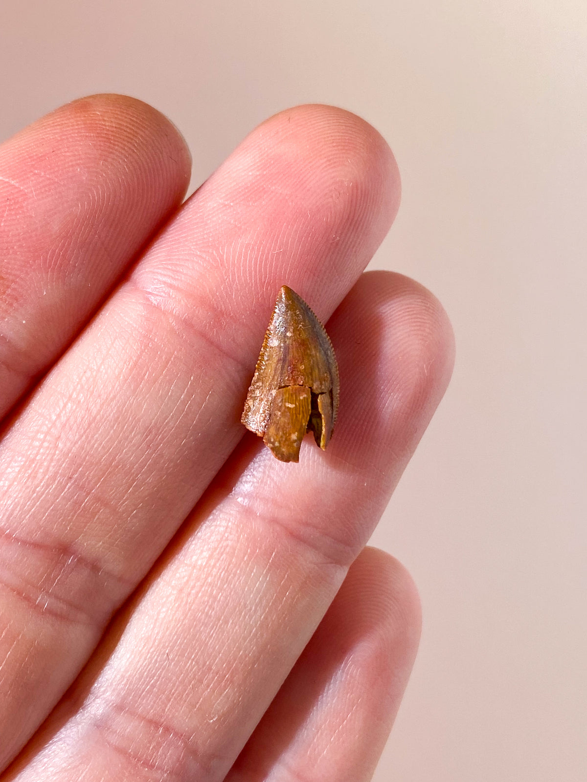 Raptor Tand Fossil (Nr. 15)