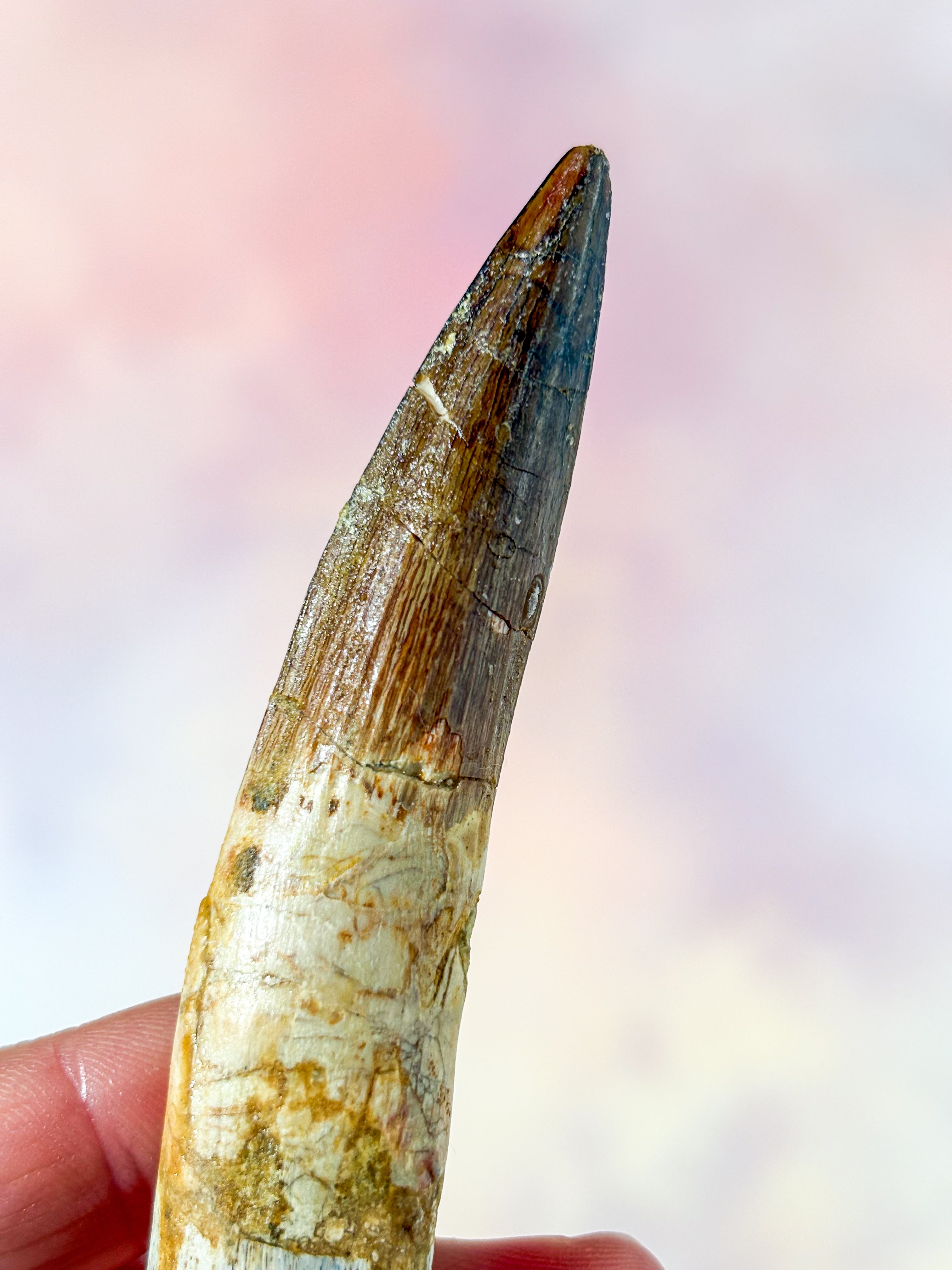 Spinosaurus Tand Fossil (Nr. 3)