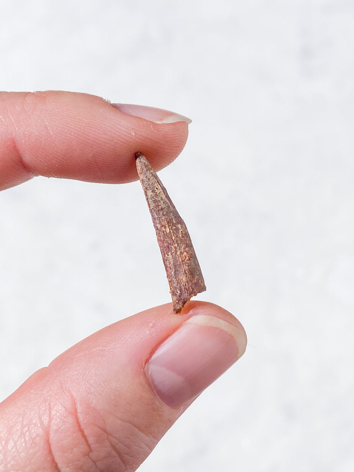 Pterosaur Tand Fossil (Nr. 2) Flyveøgle