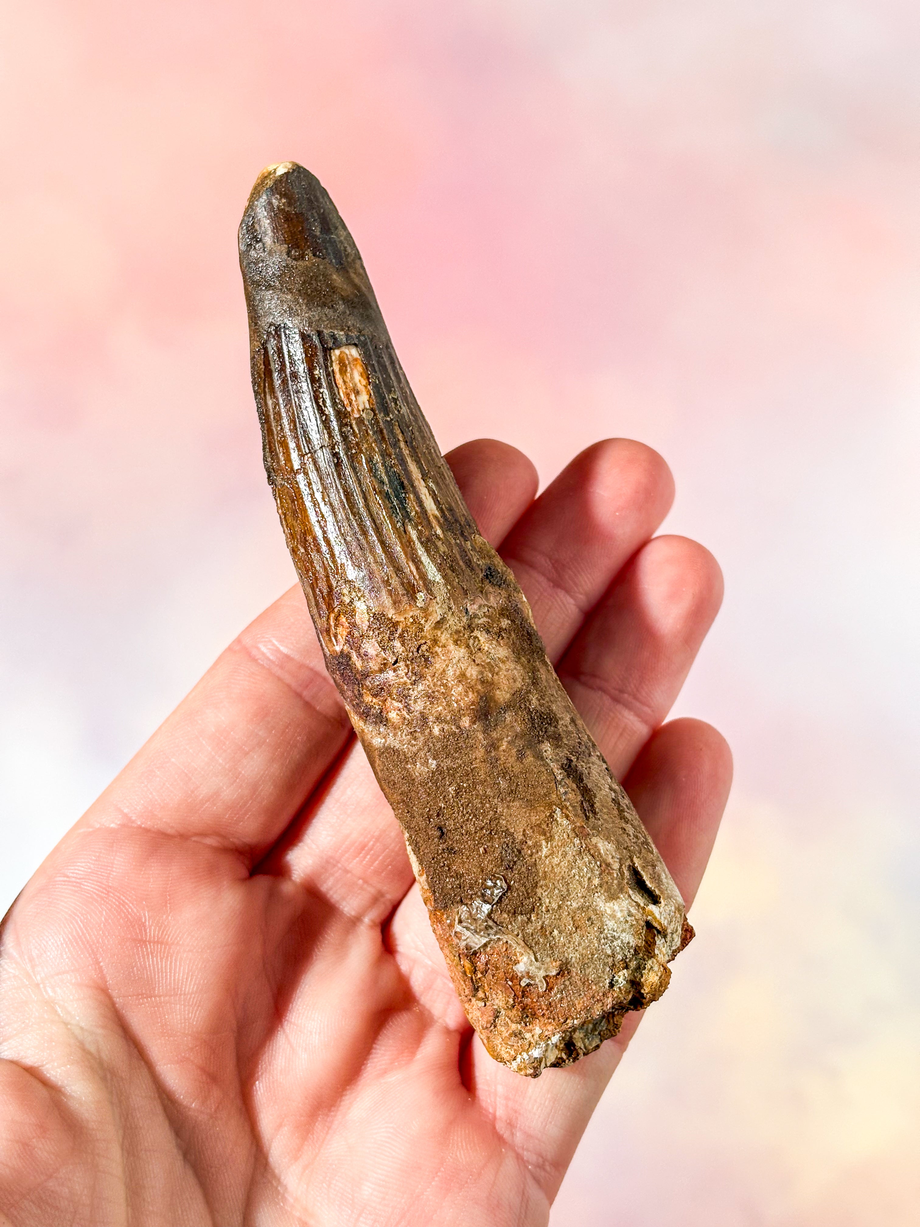 Spinosaurus Tand Fossil (Nr. 4)