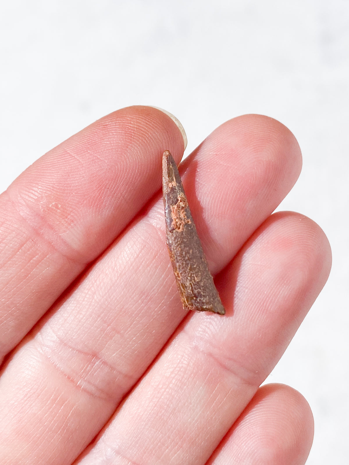 Pterosaur Tand Fossil (Nr. 2) Flyveøgle