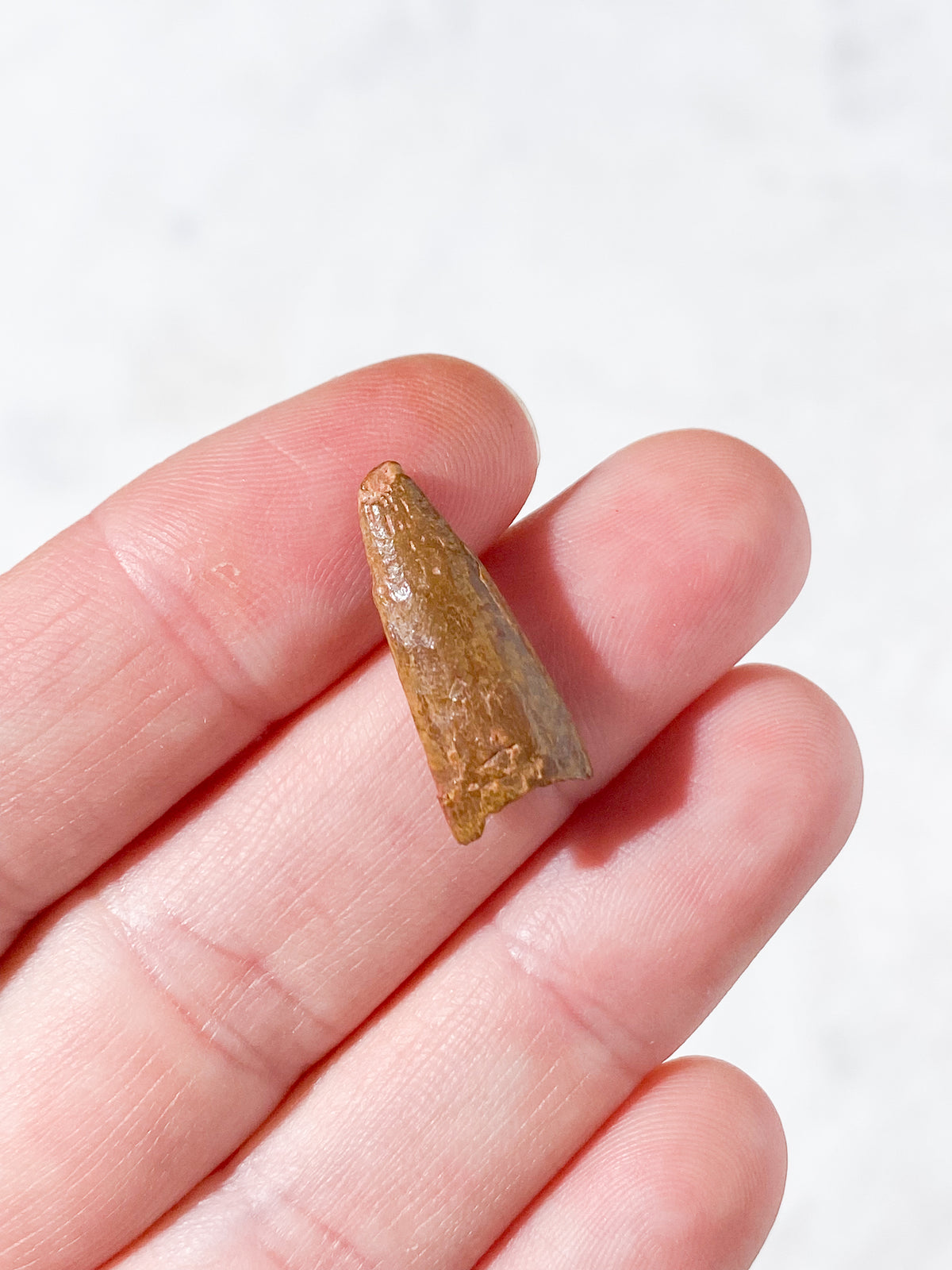 Pterosaur Tand Fossil (Nr. 3) Flyveøgle