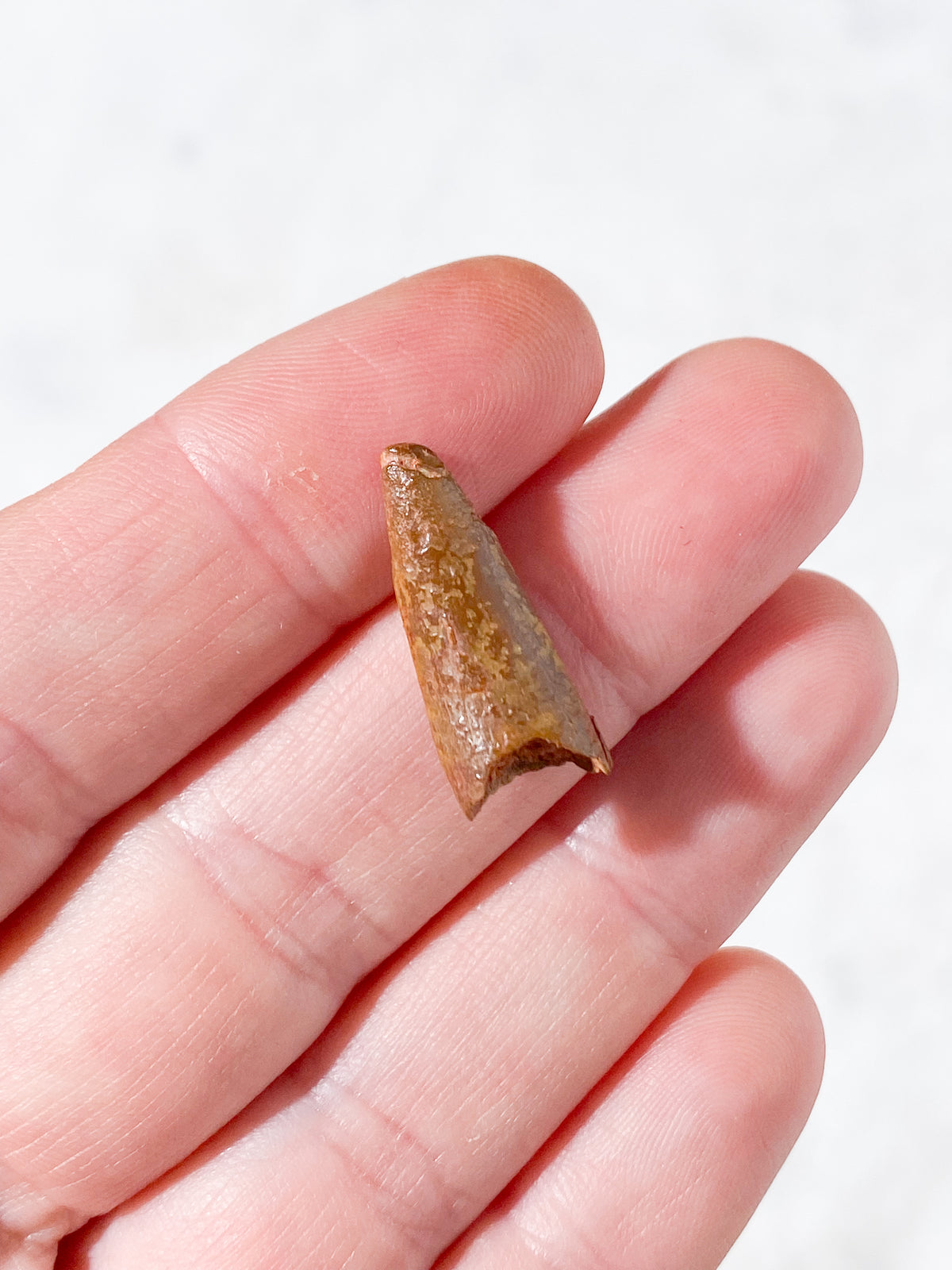 Pterosaur Tand Fossil (Nr. 3) Flyveøgle