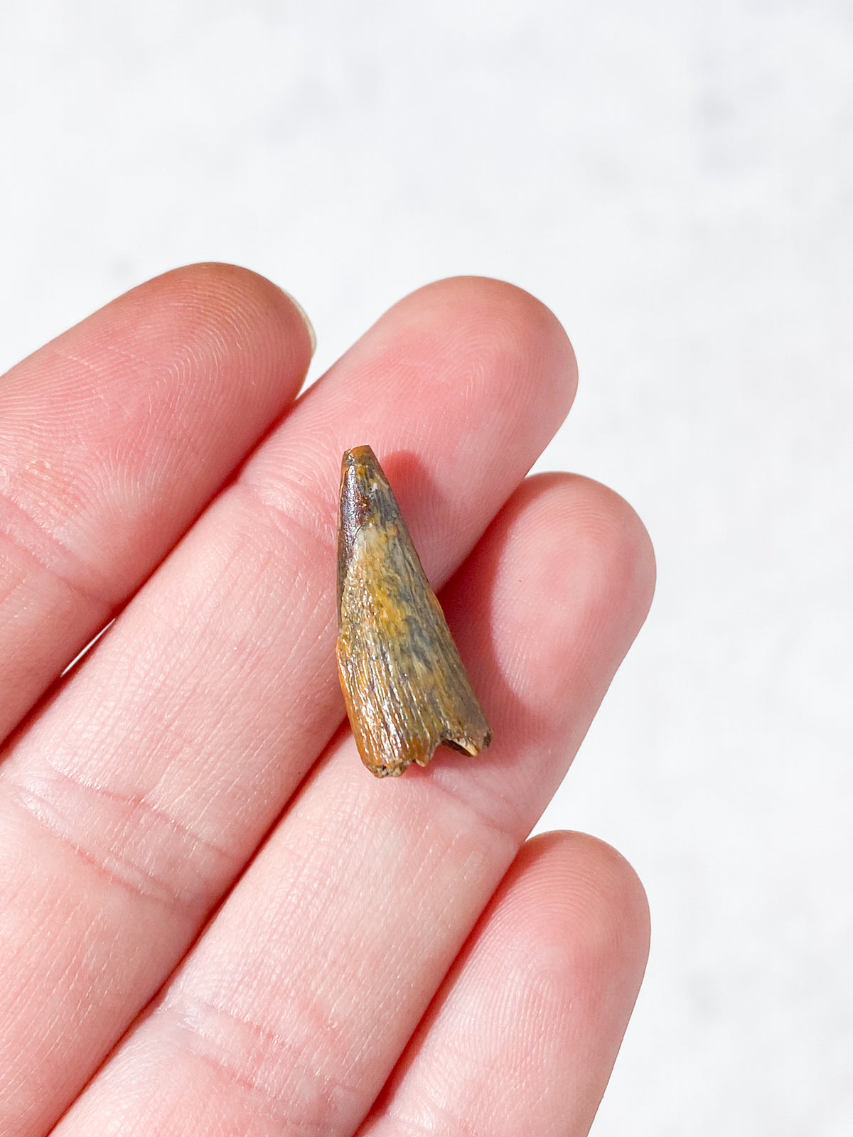 Pterosaur Tand Fossil (Nr. 5) Flyveøgle