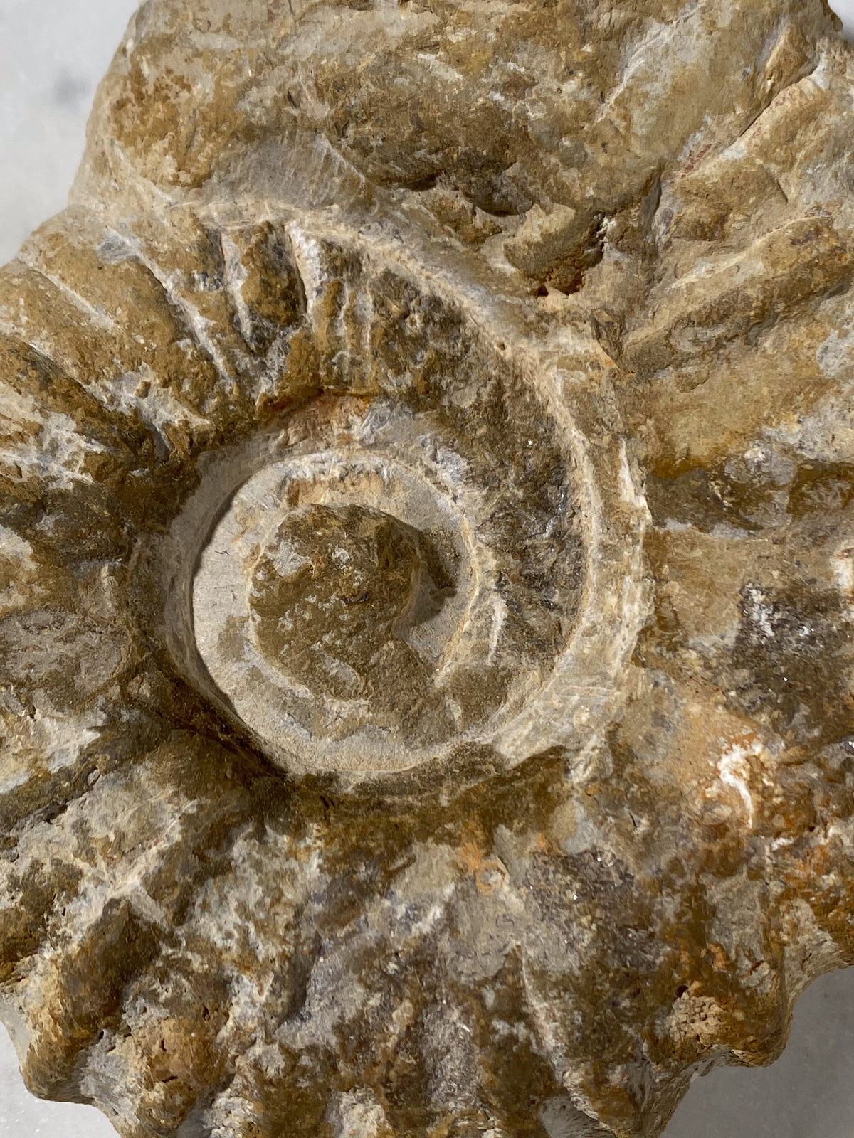 Ammonitfossil (Nr 13)