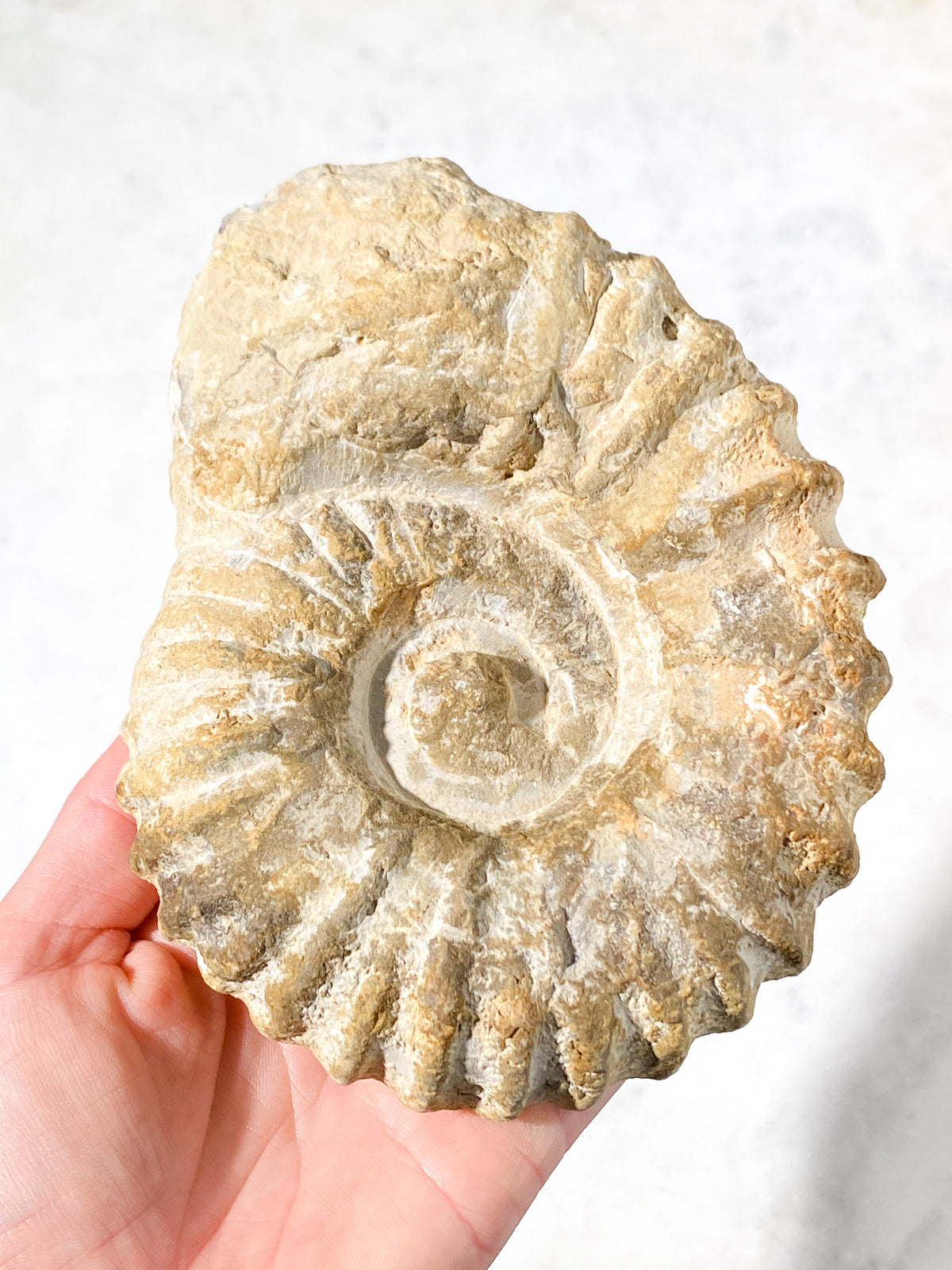 Ammonitfossil (Nr 13)