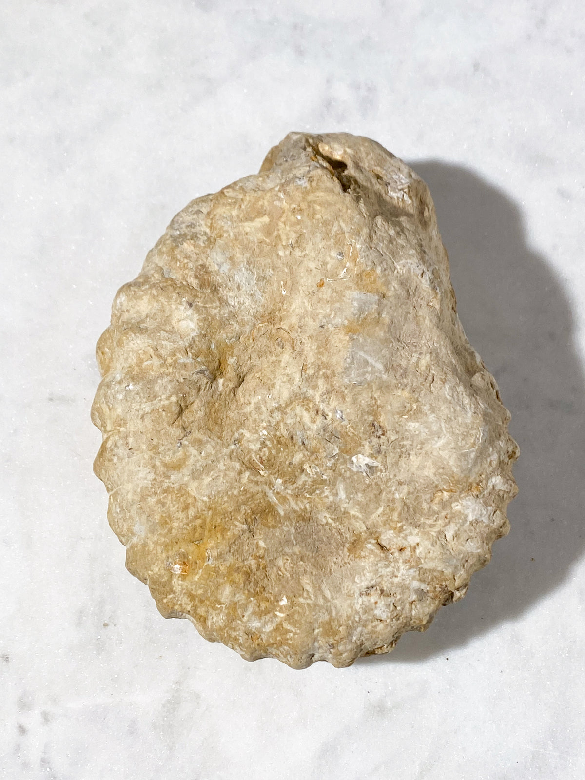 Ammonitfossil (Nr 13)