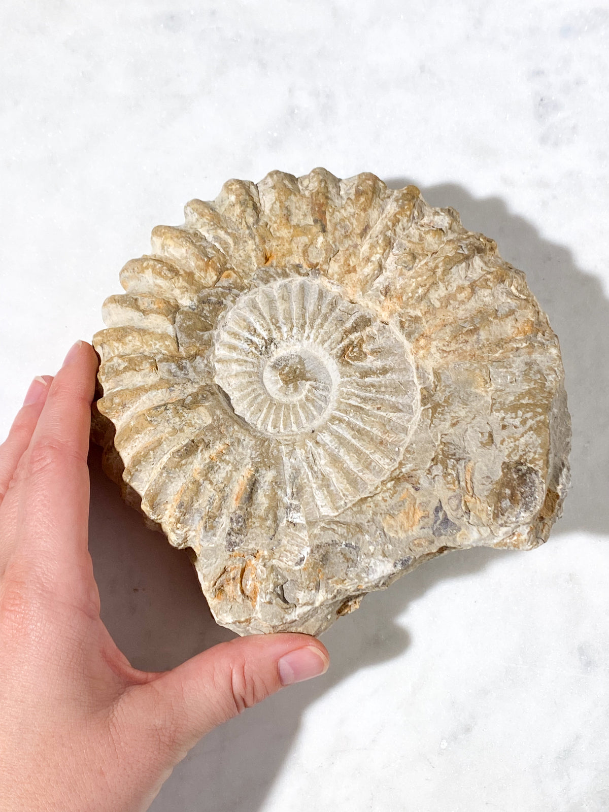 Stor Ammonit Fossil (Nr. 14)