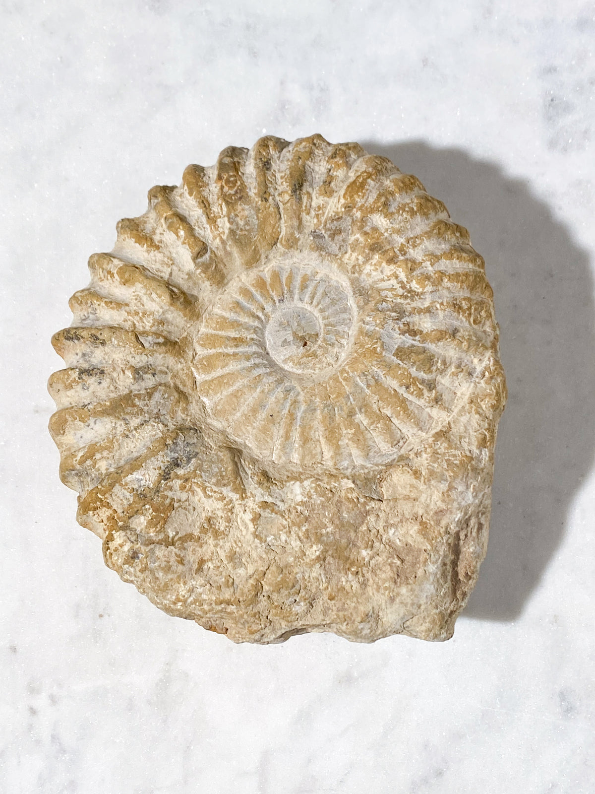 Stor Ammonit Fossil (Nr. 15)