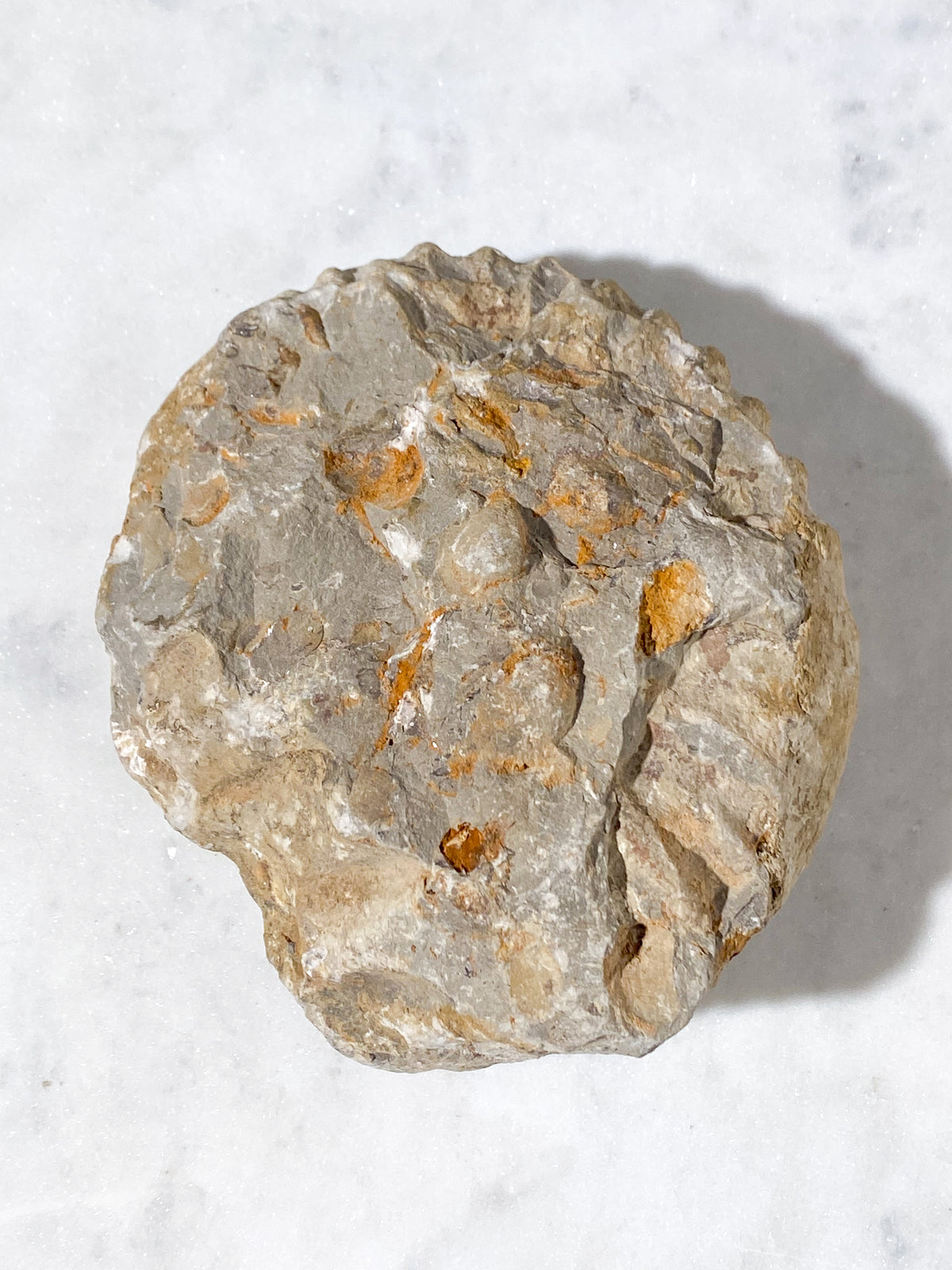 Stor Ammonit Fossil (Nr. 16)