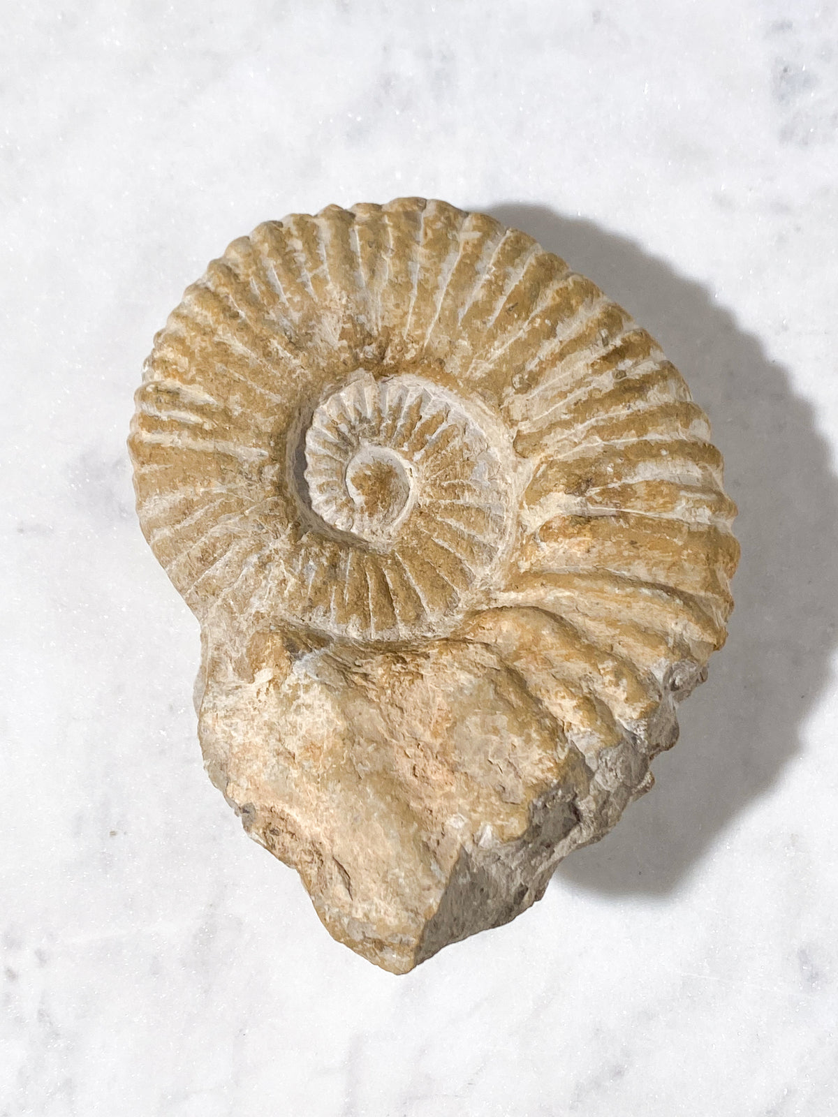 Stor Ammonit Fossil (Nr. 17)