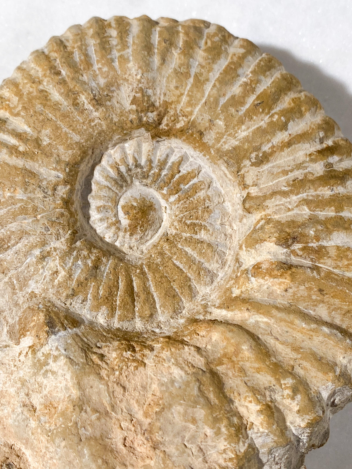 Stor Ammonit Fossil (Nr. 17)