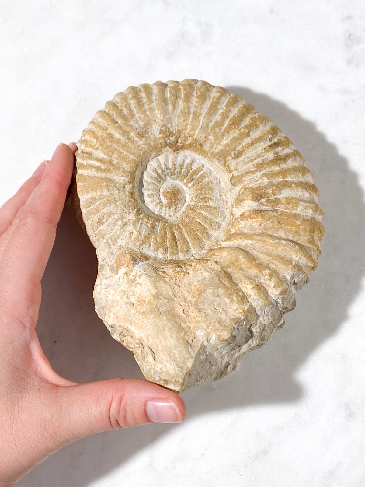 Stor Ammonit Fossil (Nr. 17)