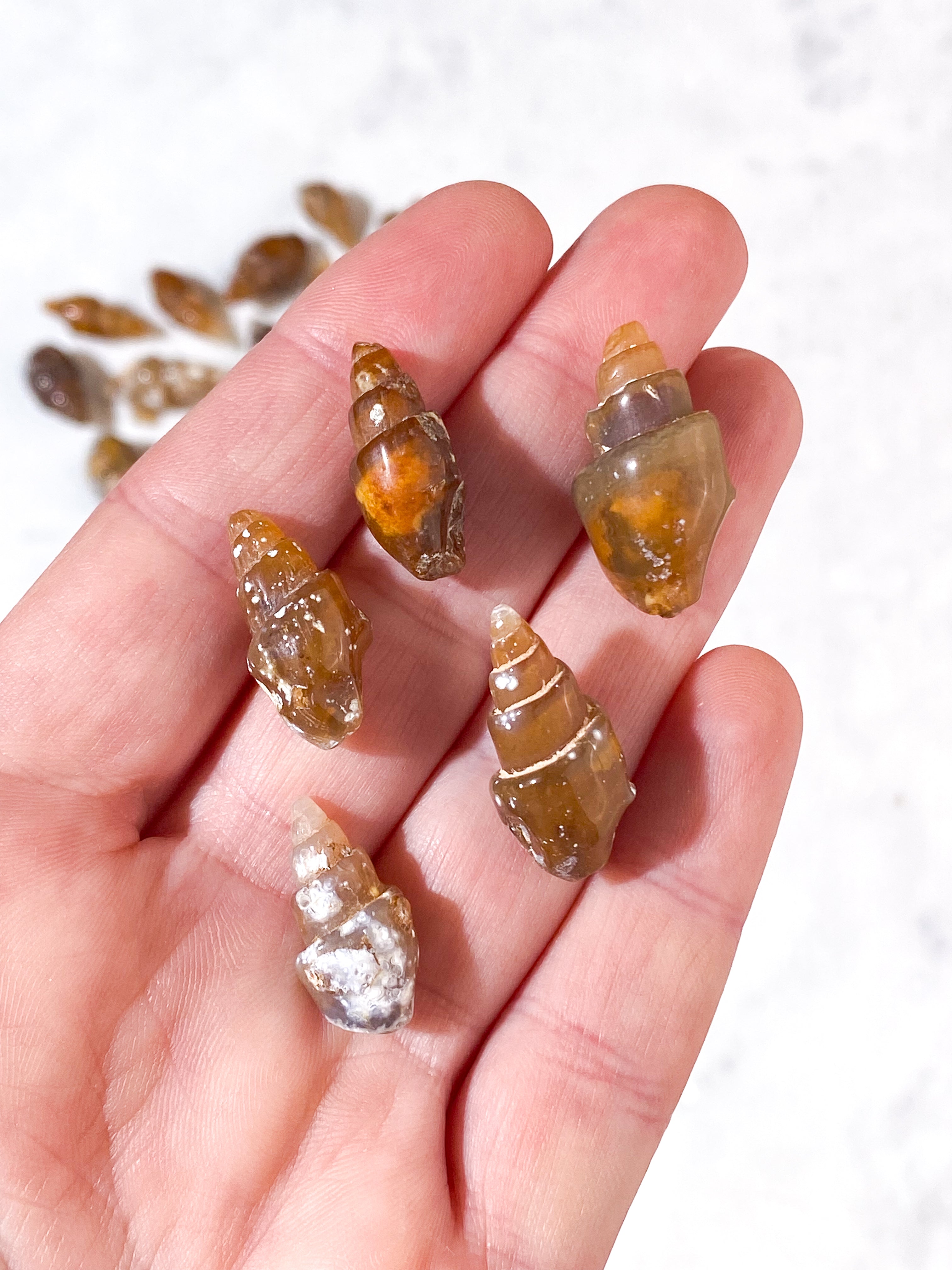 Konkylie Fossil (Agat)
