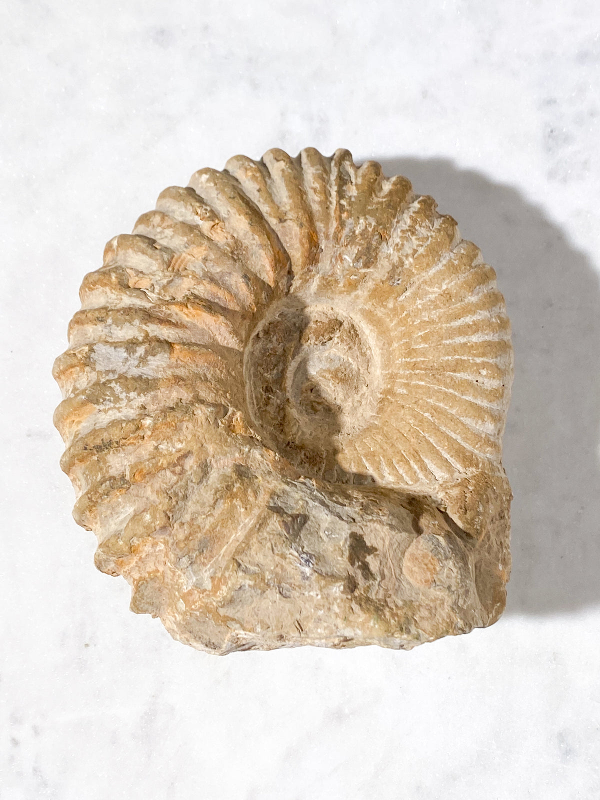 Stor Ammonit Fossil (Nr. 19)