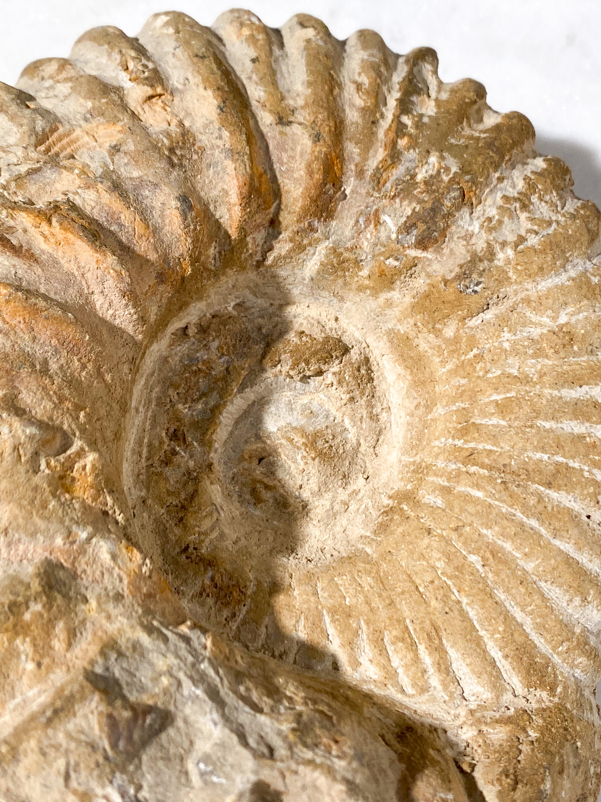 Stor Ammonit Fossil (Nr. 19)