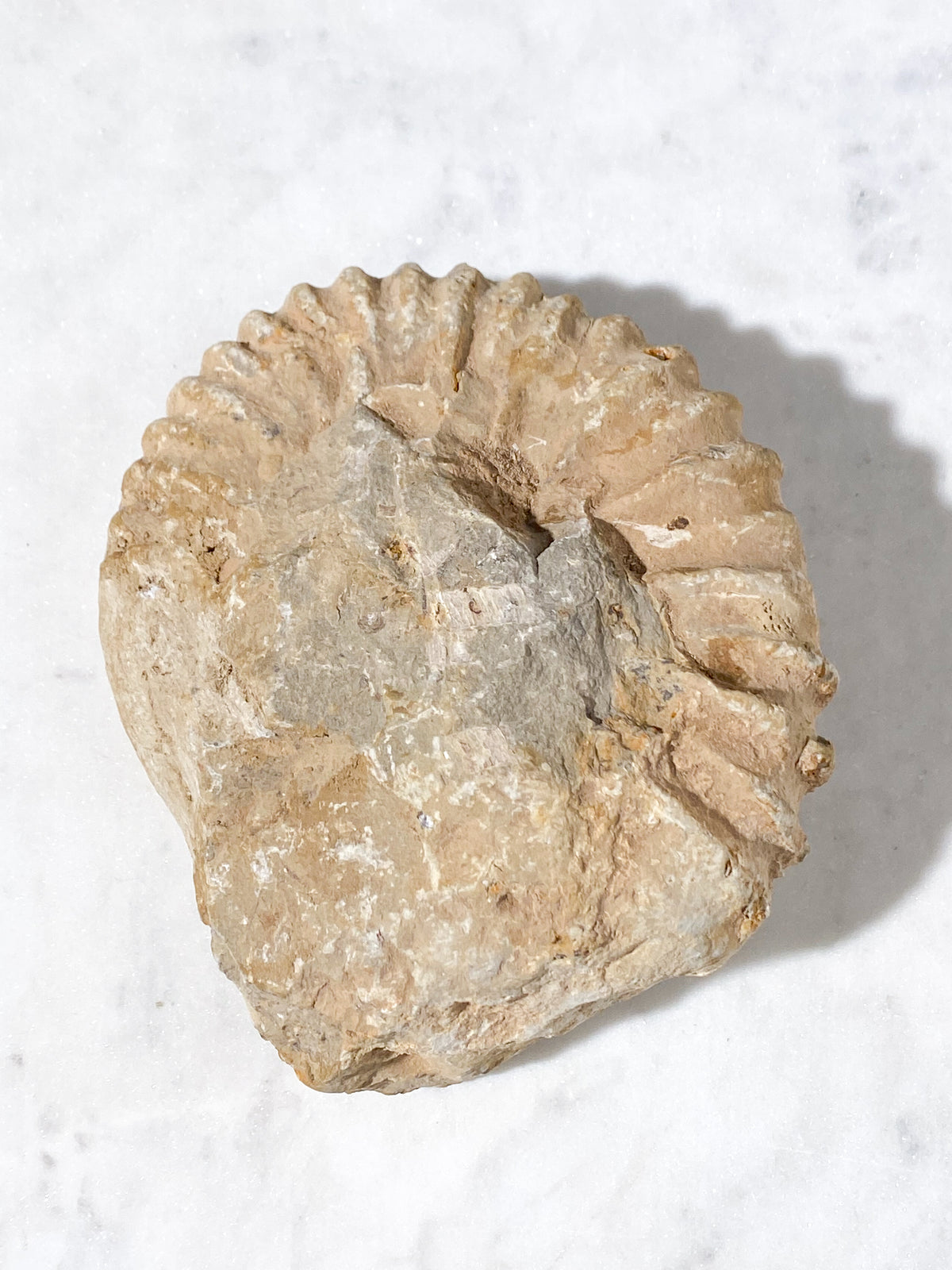 Stor Ammonit Fossil (Nr. 19)