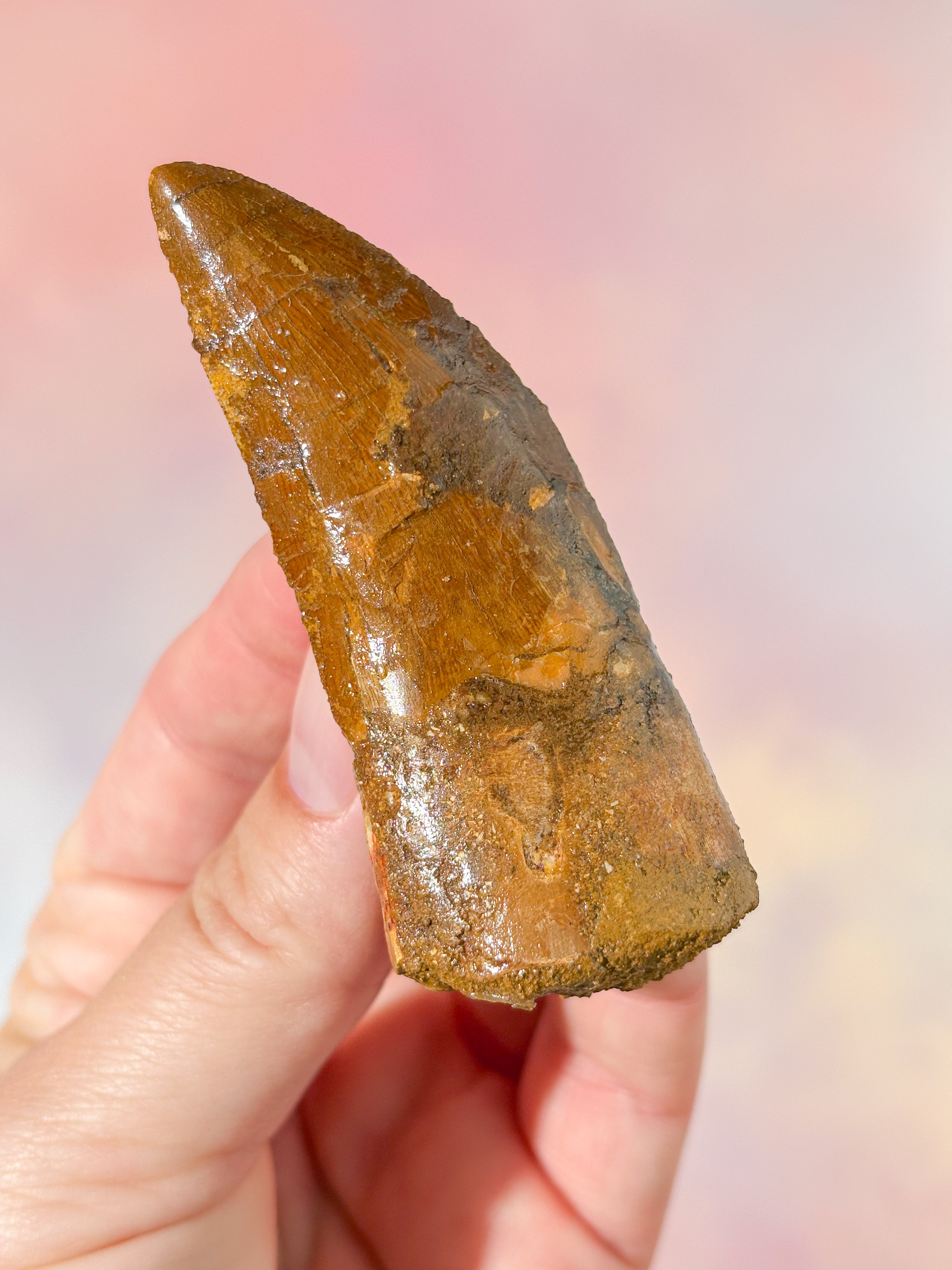 Stor Carcharodontosaurus Tand Fossil (Nr. 2)
