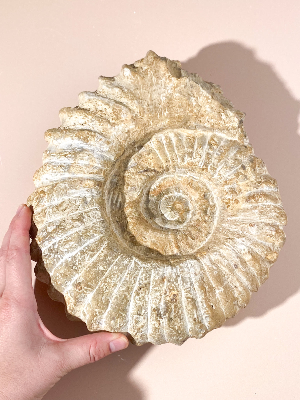 Stor Ammonit Fossil (Nr. 21)