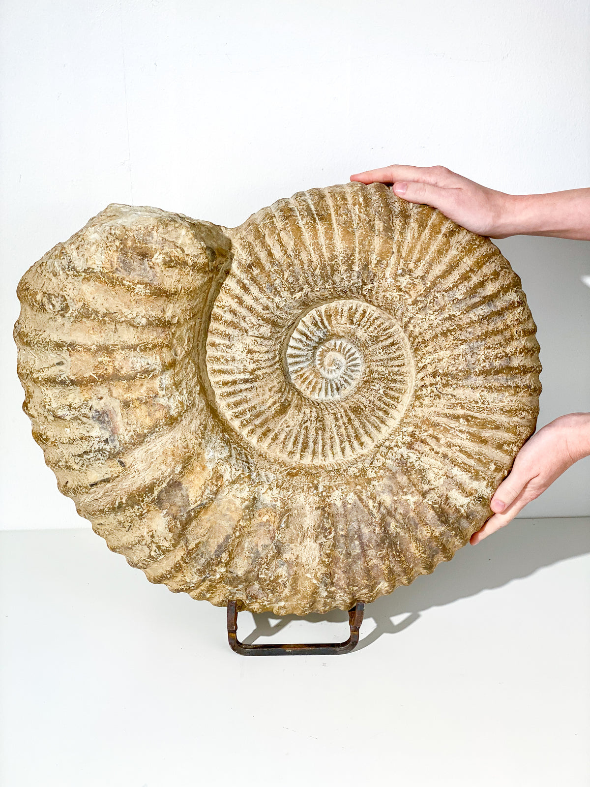 XXL KÆMPE Ammonit Fossil | 30+ kg.