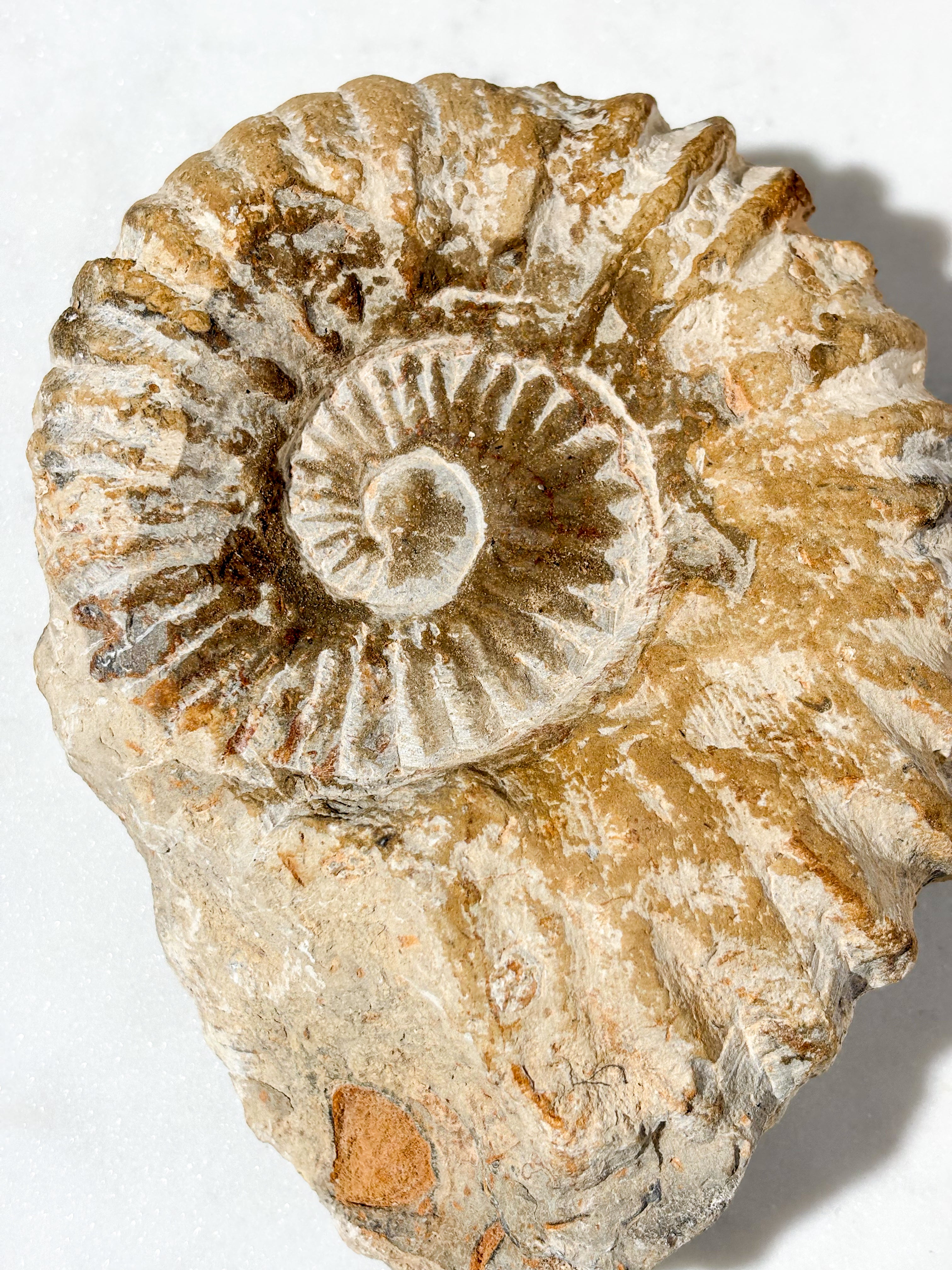 Stor Ammonit Fossil (Nr. 3)