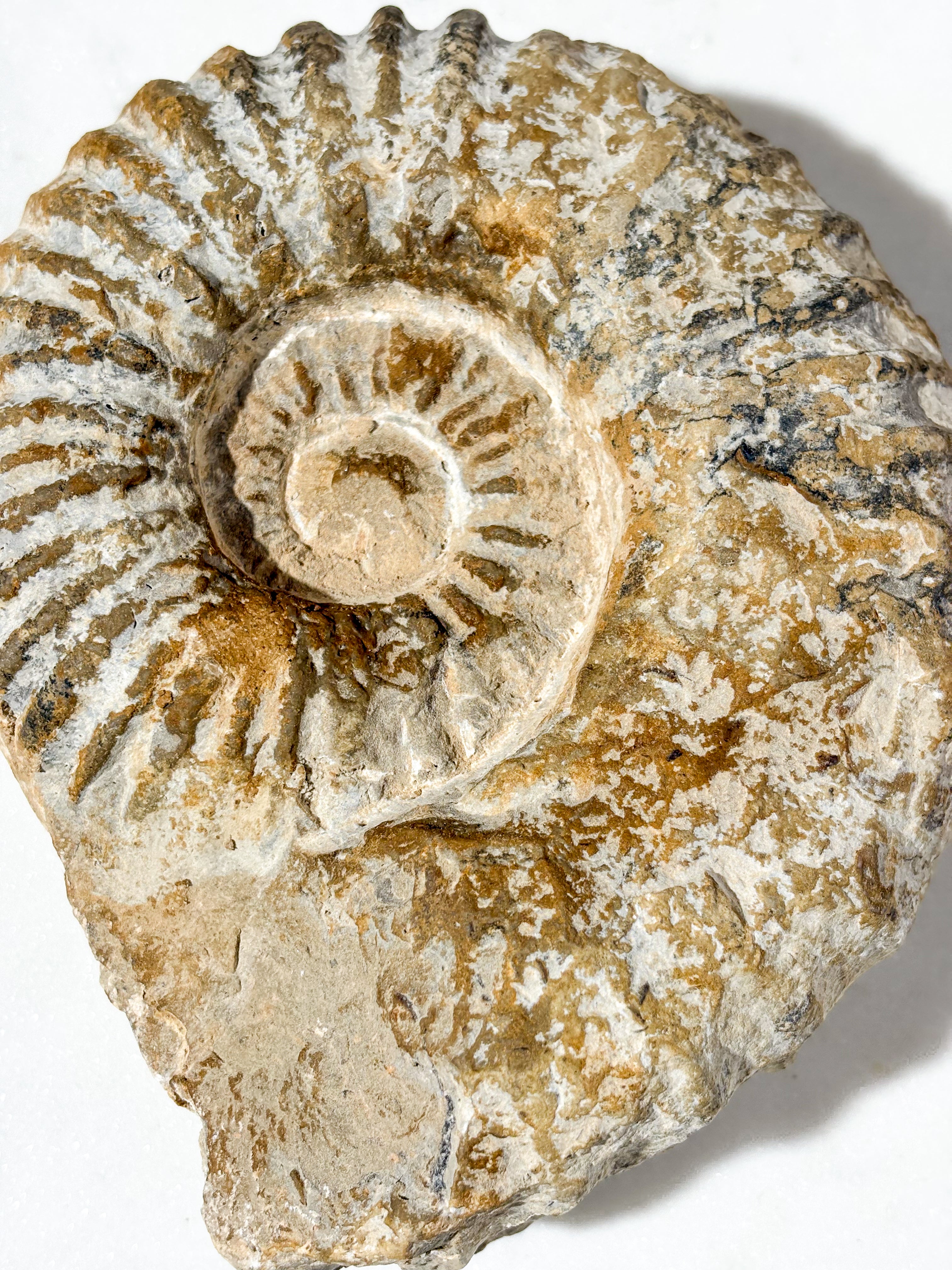 Stor Ammonit Fossil (Nr. 5)