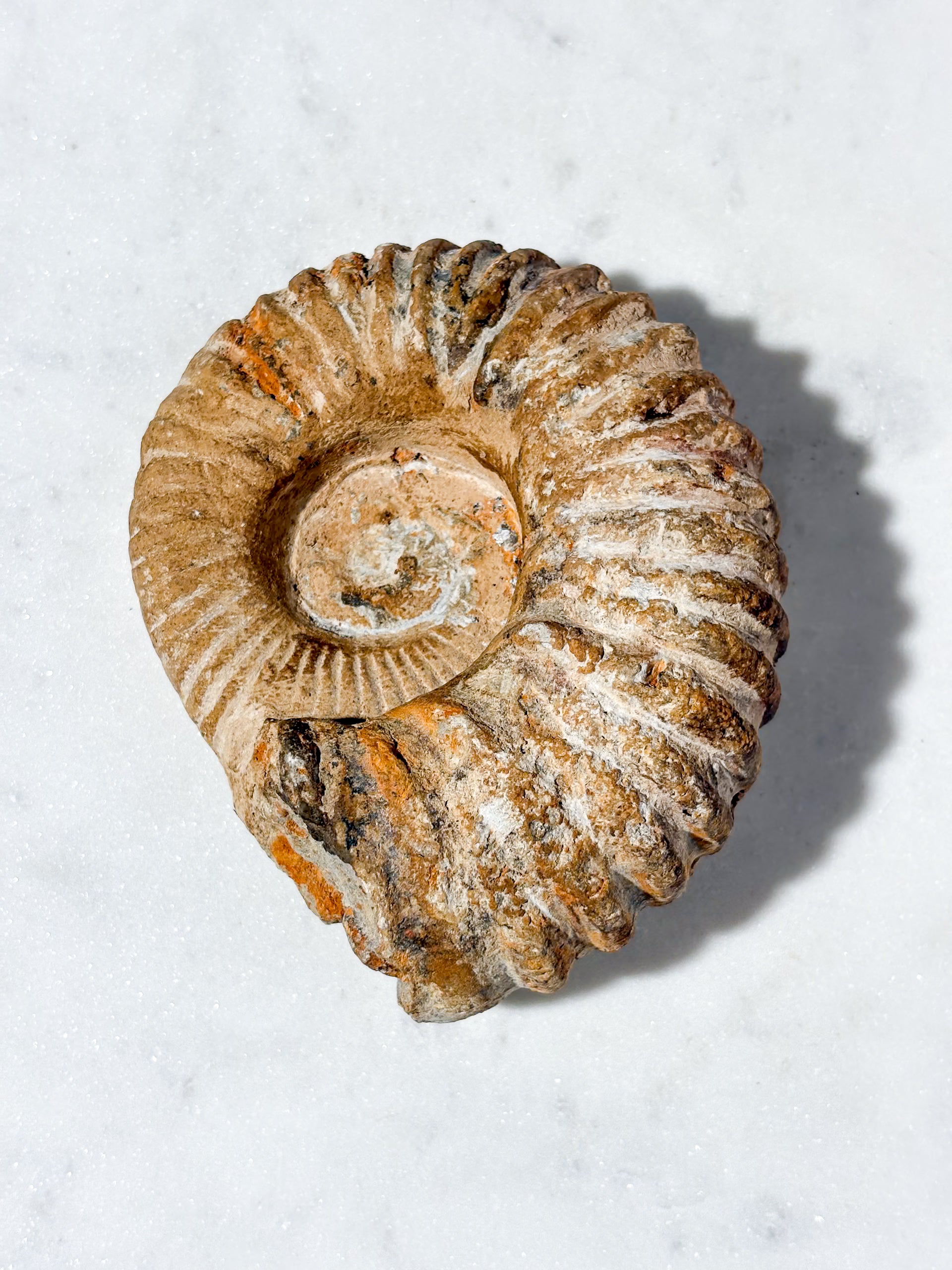 Stor Ammonit Fossil (Nr. 6)