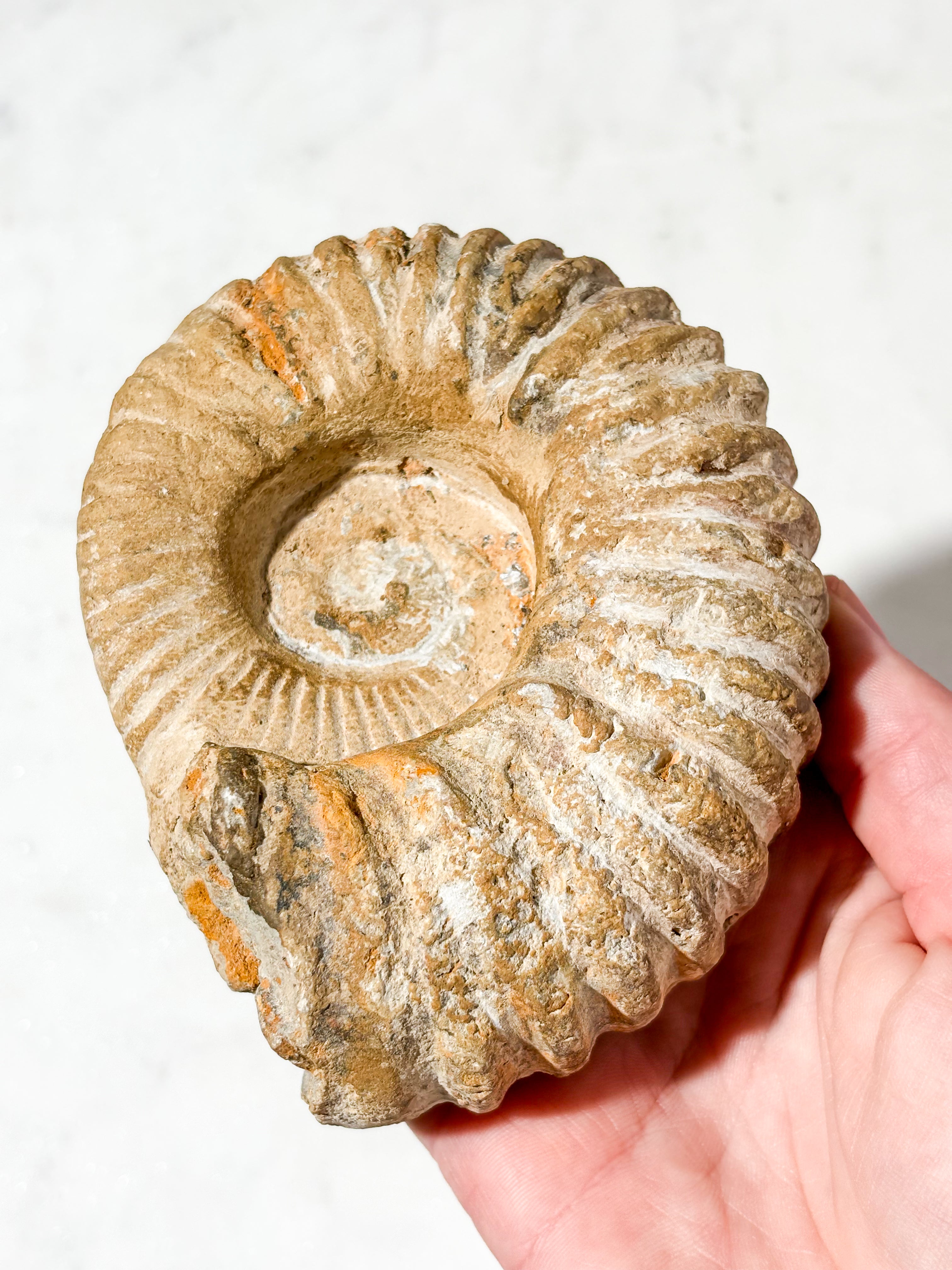 Stor Ammonit Fossil (Nr. 6)