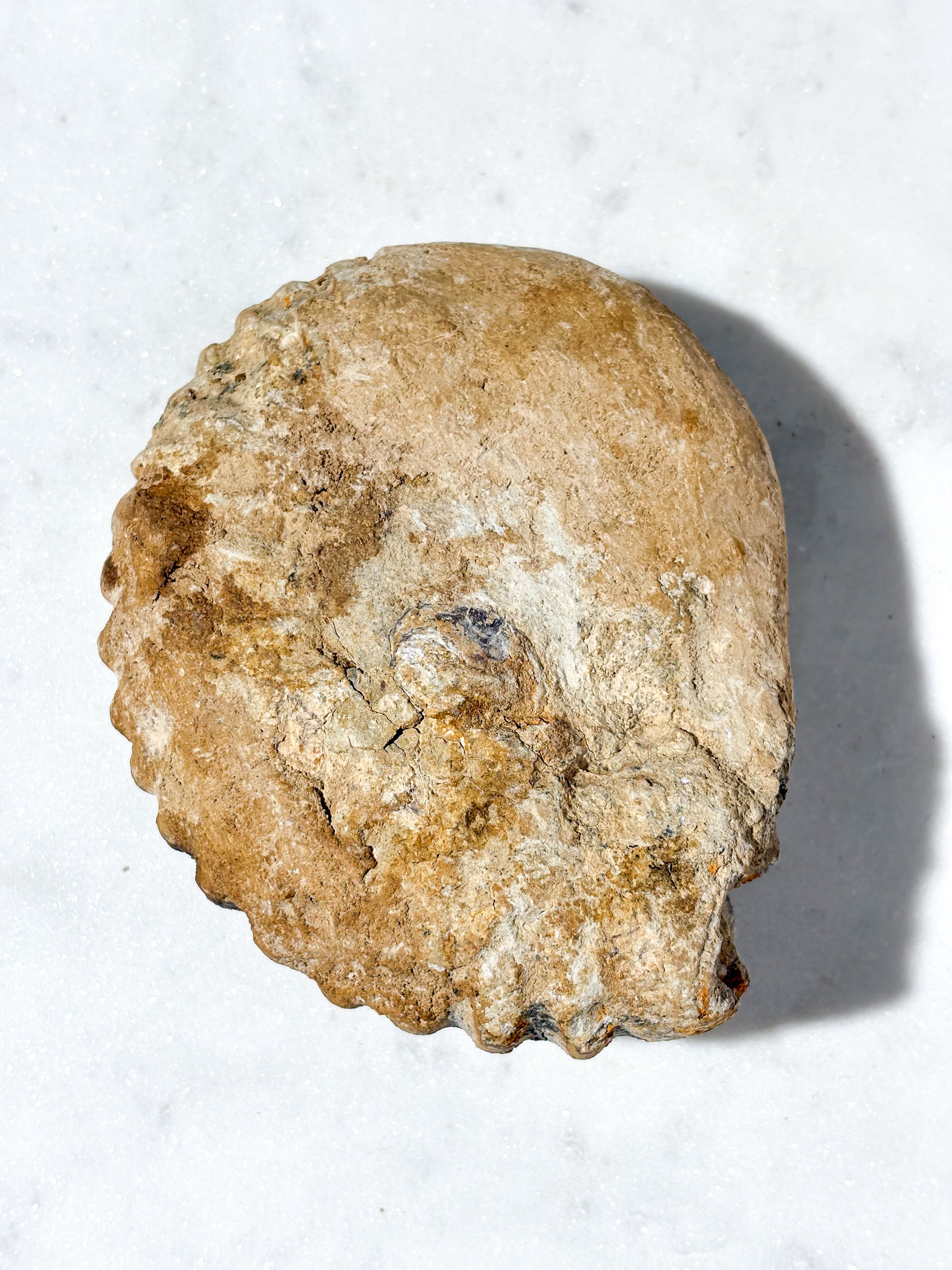 Stor Ammonit Fossil (Nr. 6)