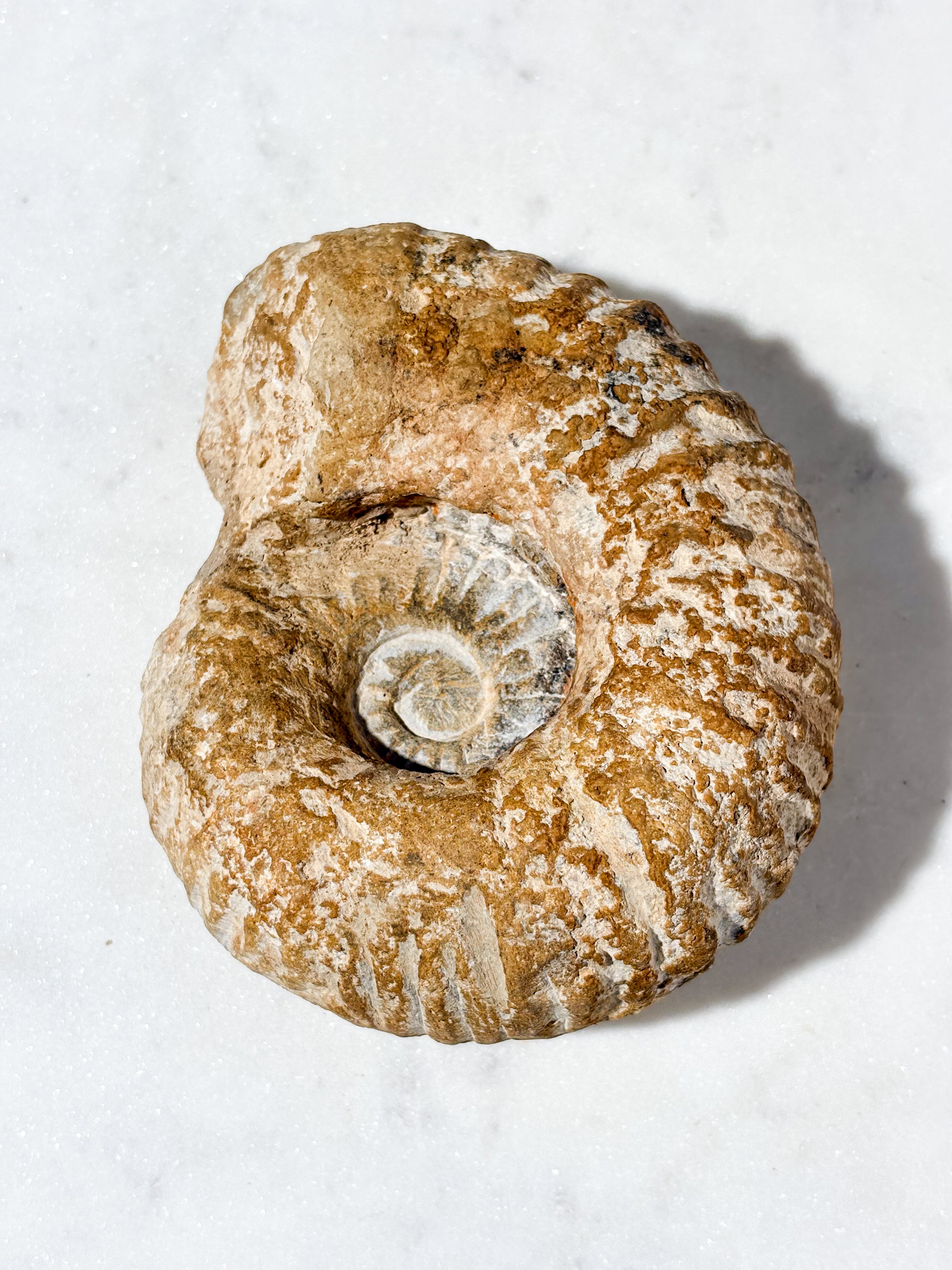 Stor Ammonit Fossil (Nr. 7)