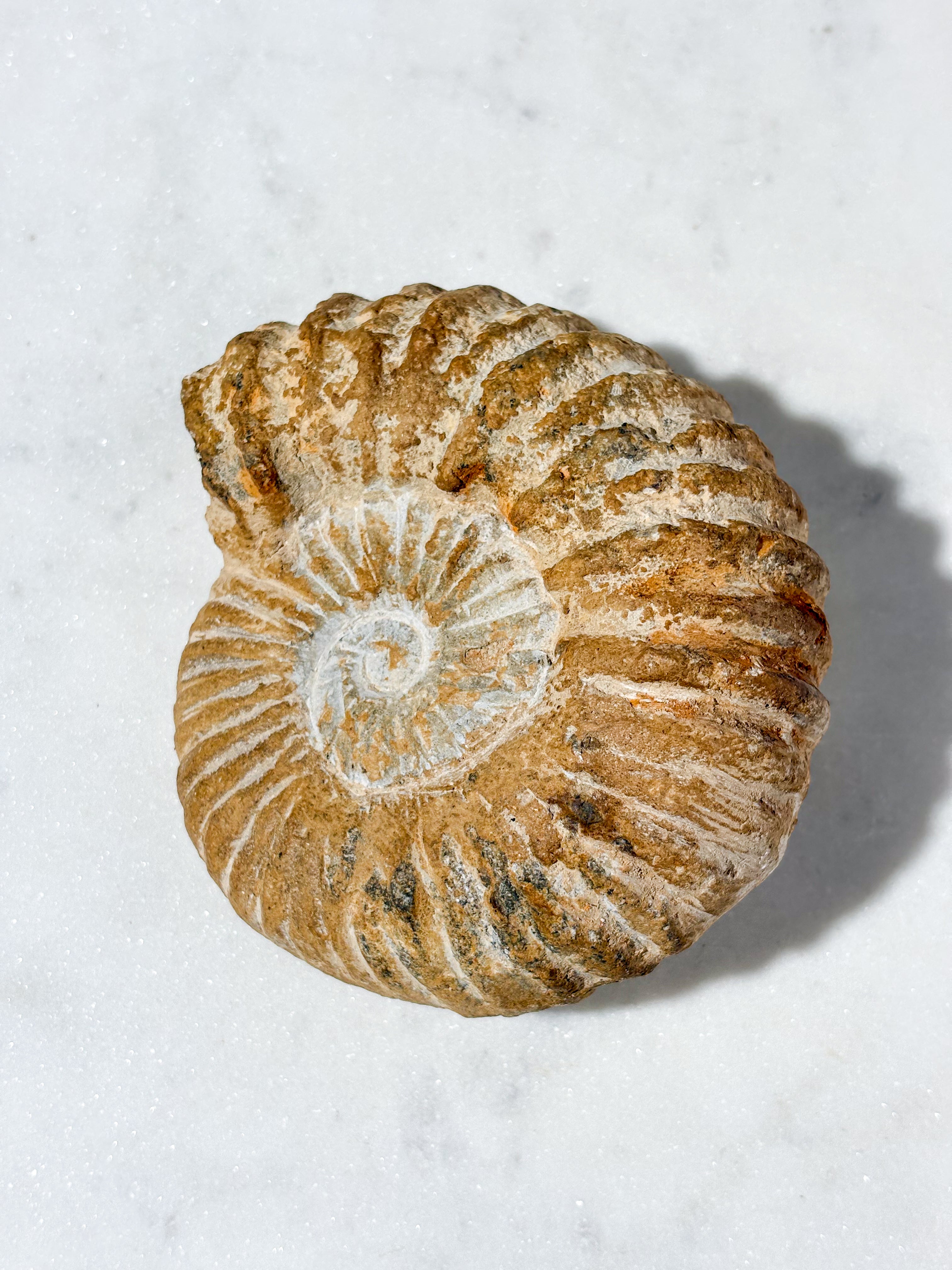 Stor Ammonit Fossil (Nr. 9)